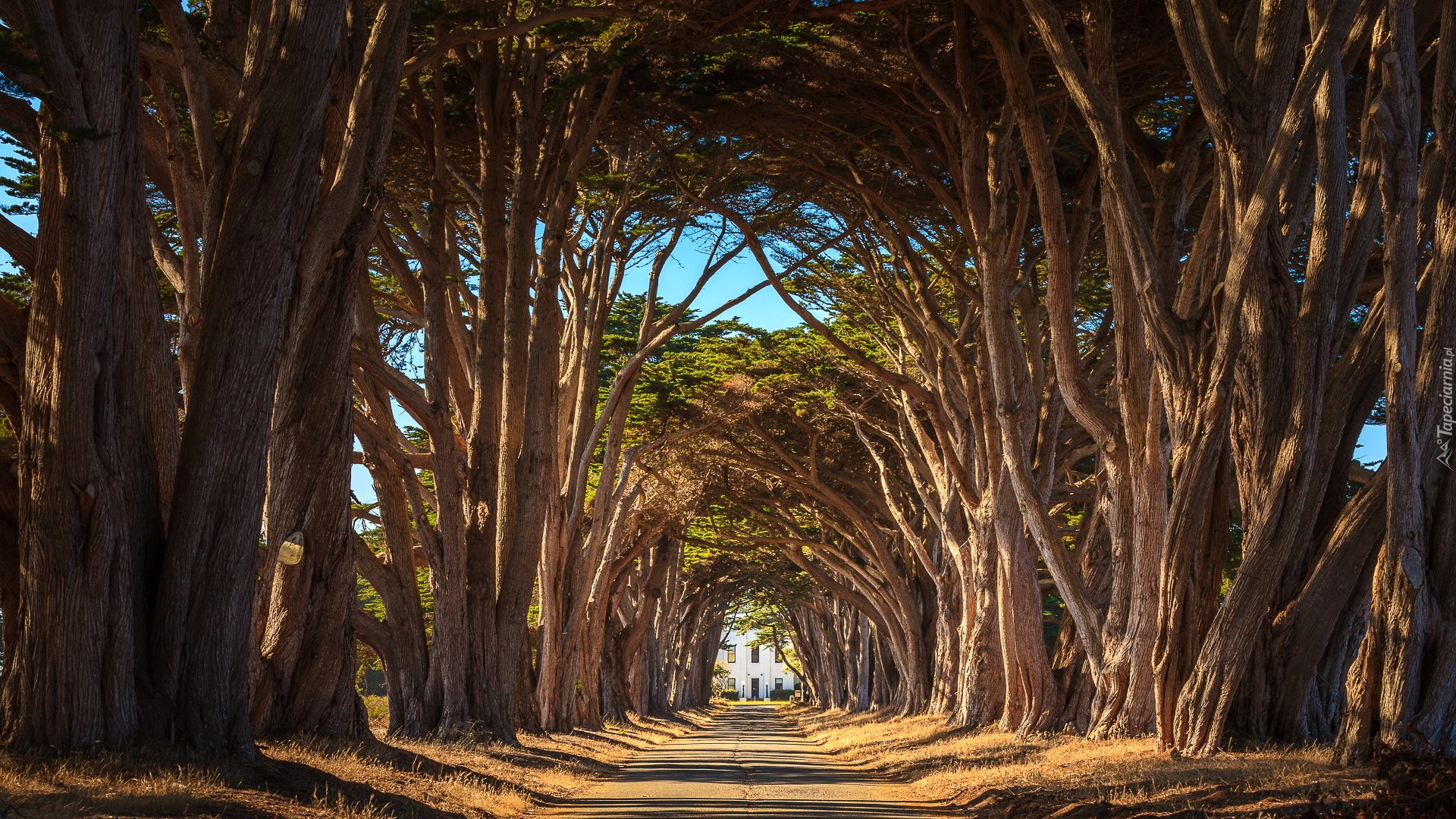 Drzewa, Cyprysy, Aleja, Droga, Park Narodowy Point Reyes National Seashore, Kalifornia, Stany Zjednoczone