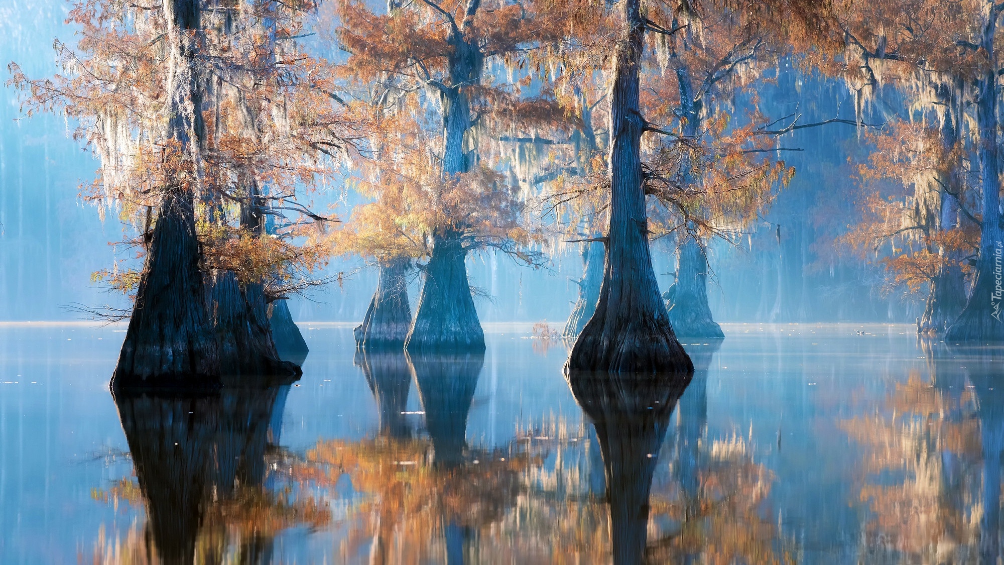 Jezioro, Caddo Lake, Drzewa, Cyprysy, Poranek, Odbicie, Stan Teksas, Stany Zjednoczone