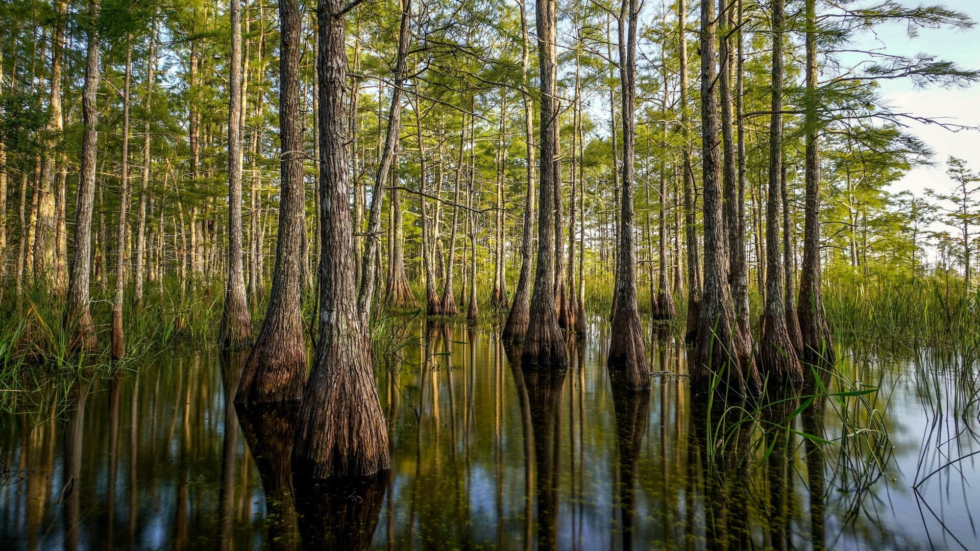 Las, Drzewa, Cyprysy, Mokradła, Rezerwat, Big Cypress National Preserve, Stan Floryda, Stany Zjednoczone