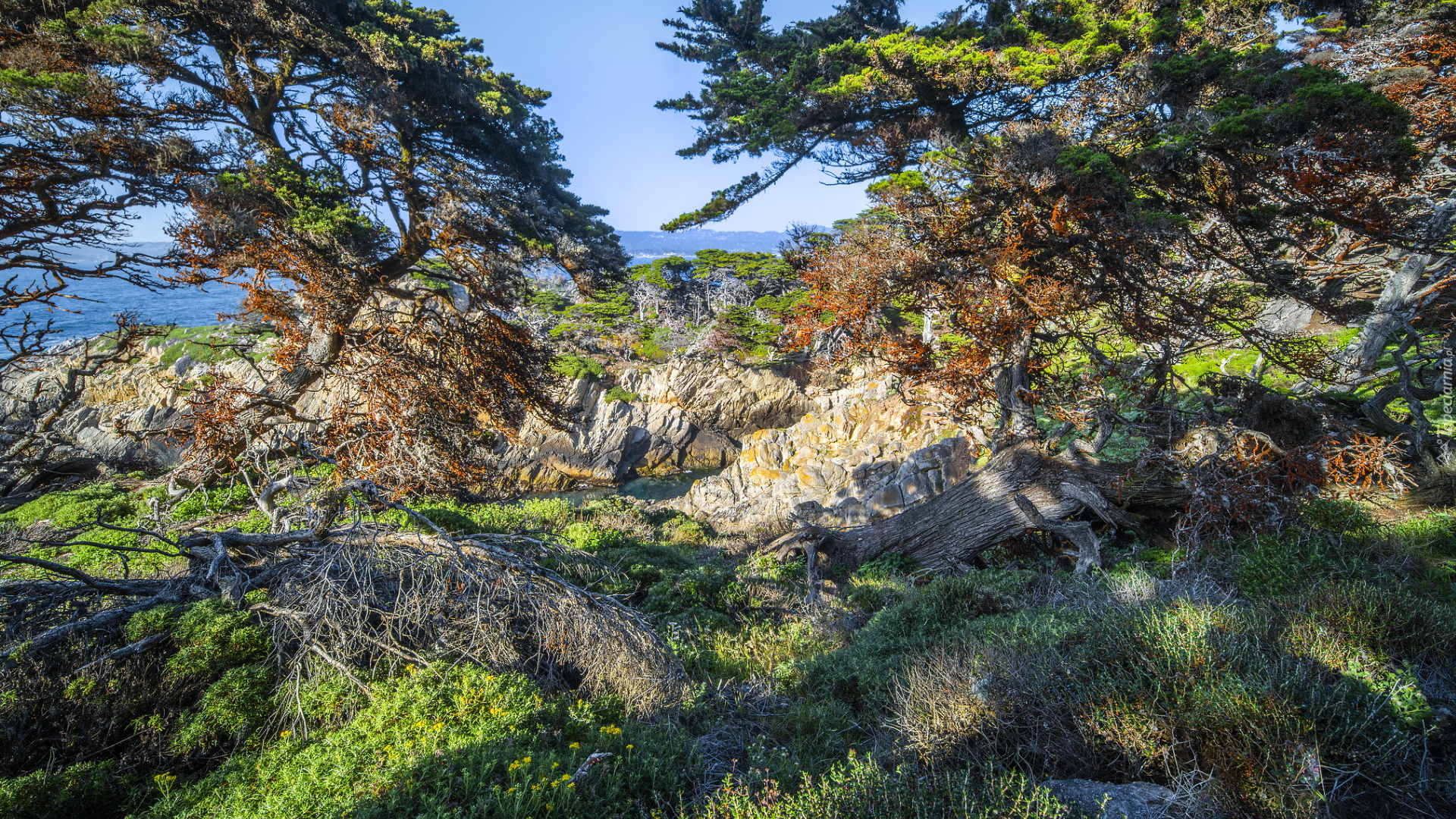 Morze, Skały, Drzewa, Cyprysy wielkoszyszkowe, Rośliny, Rezerwat przyrody, Point Lobos, Kalifornia, Stany Zjednoczone