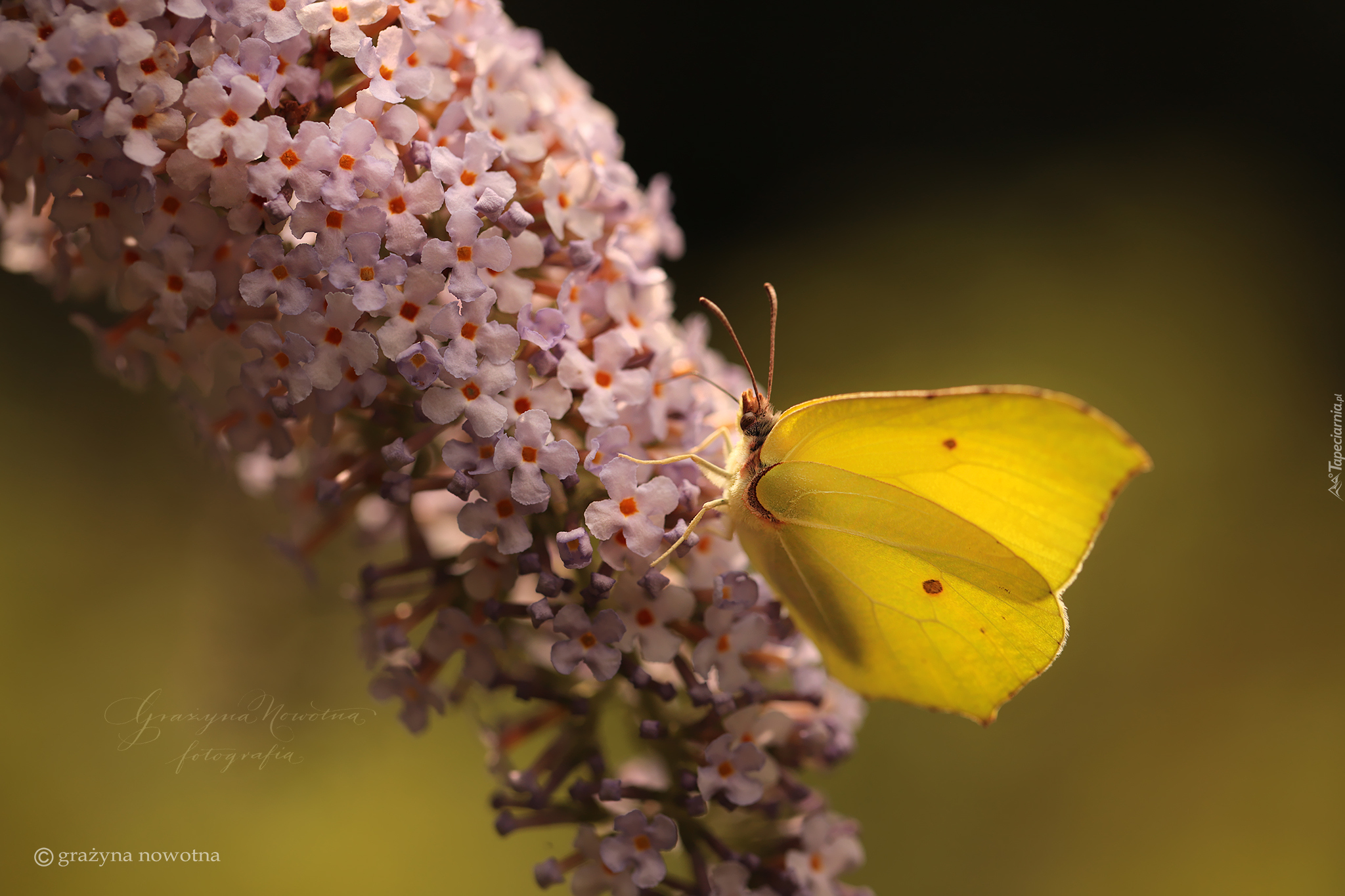 Motyl, Latolistek cytrynek, Budleja