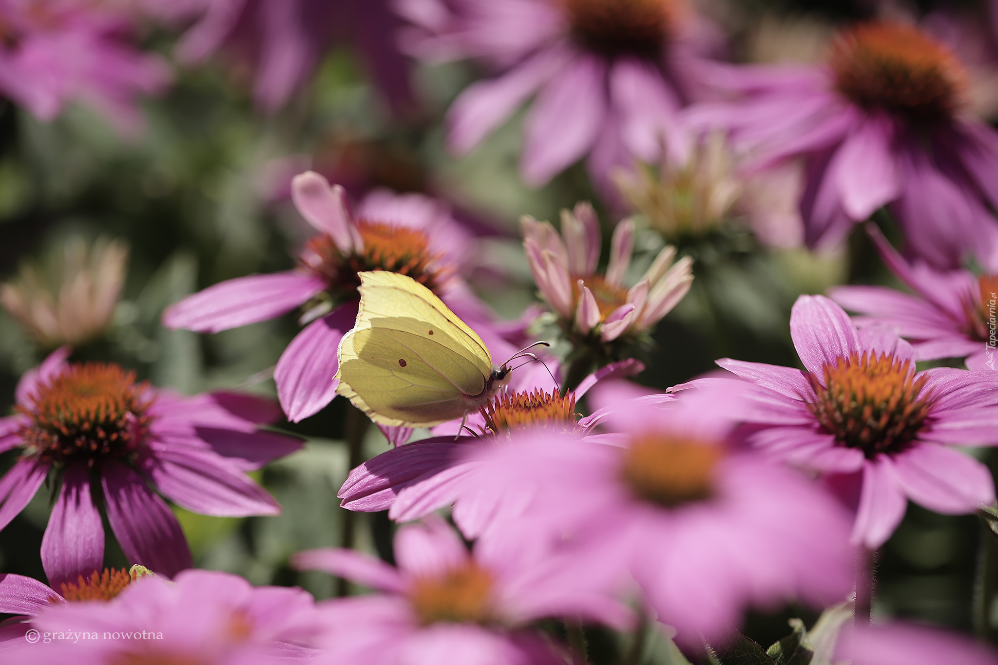 Motyl, Latolistek cytrynek, Różowe, Jeżówki