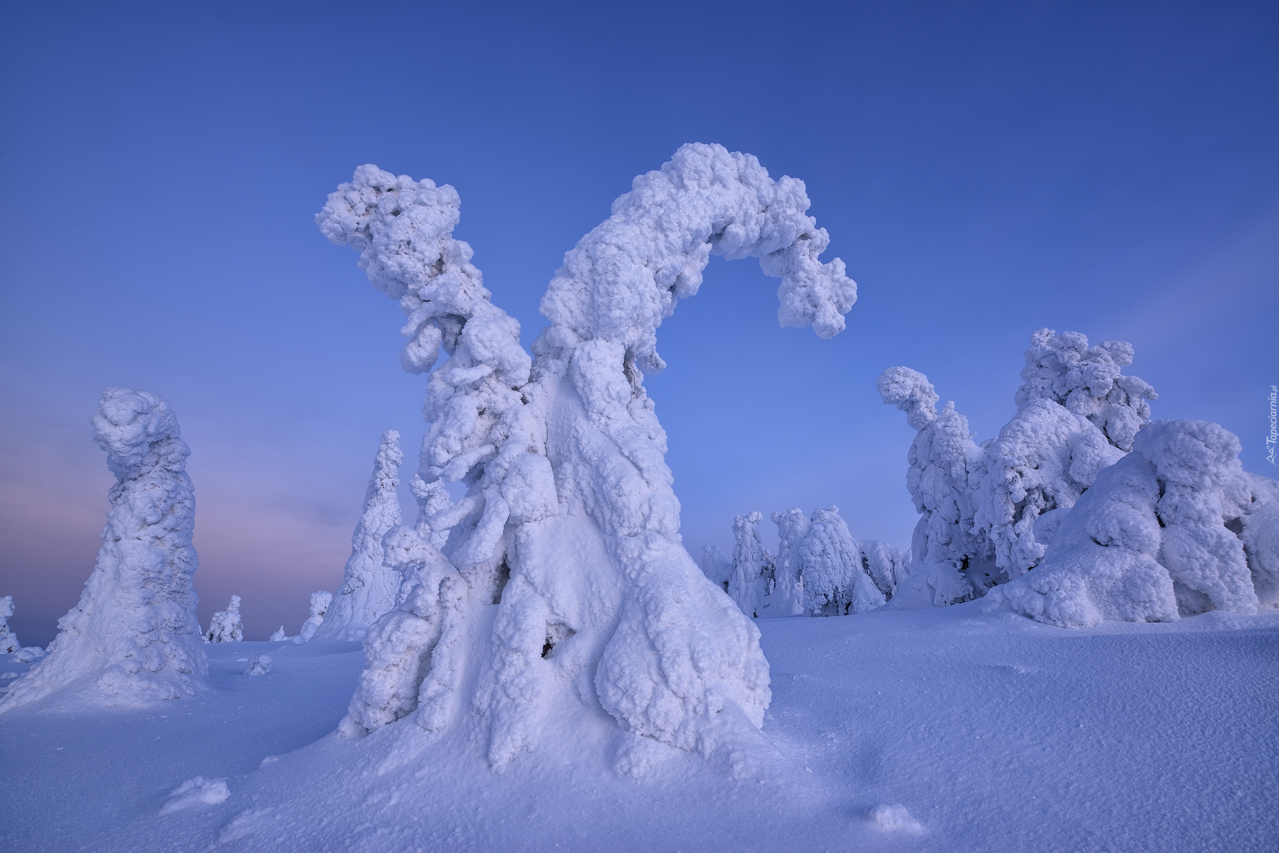 Zima, Śnieg, Drzewa, Ośnieżone, Rezerwat Valtavaara, Laponia, Finlandia