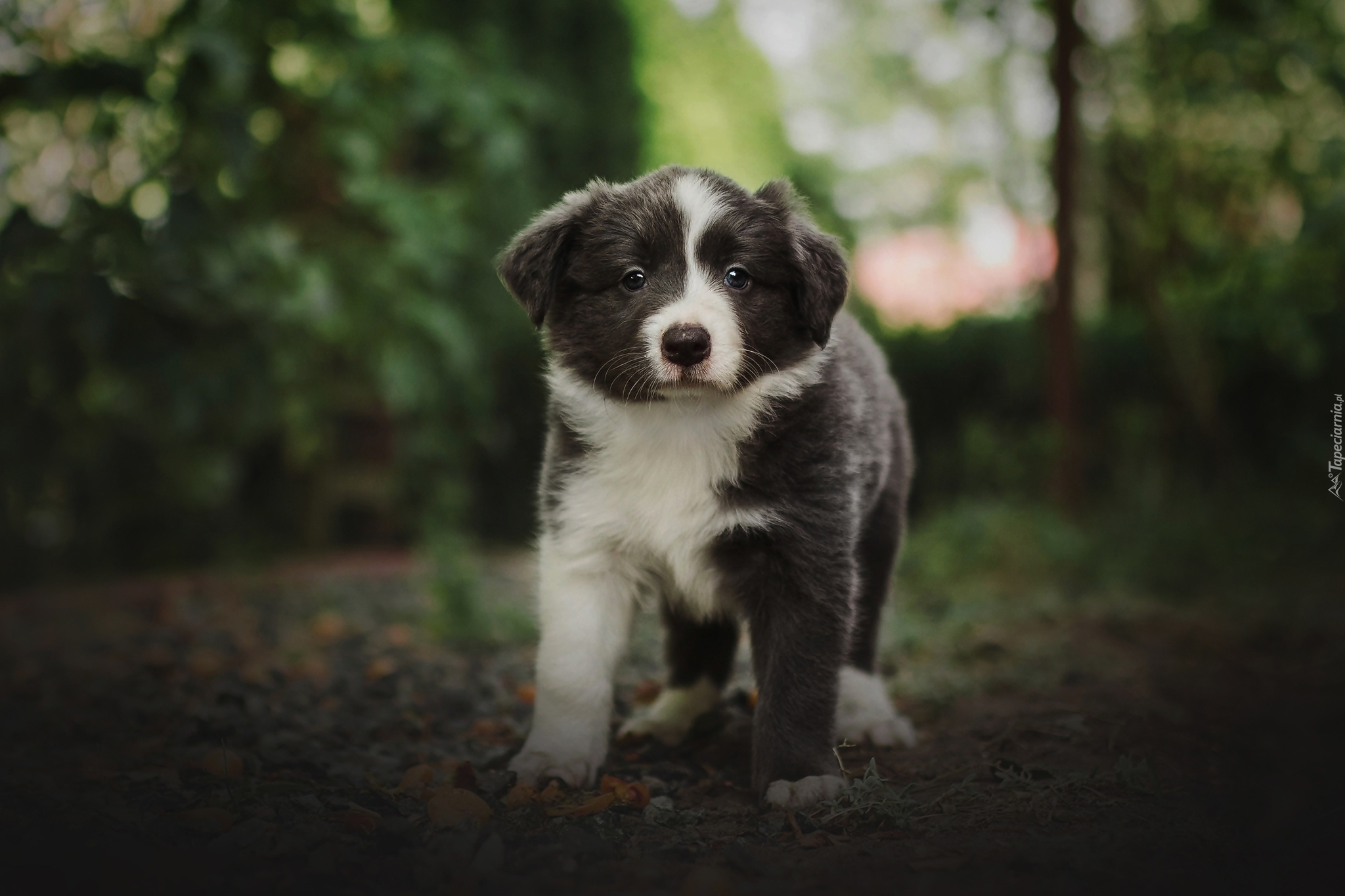 Szczeniak, Pies, Border collie