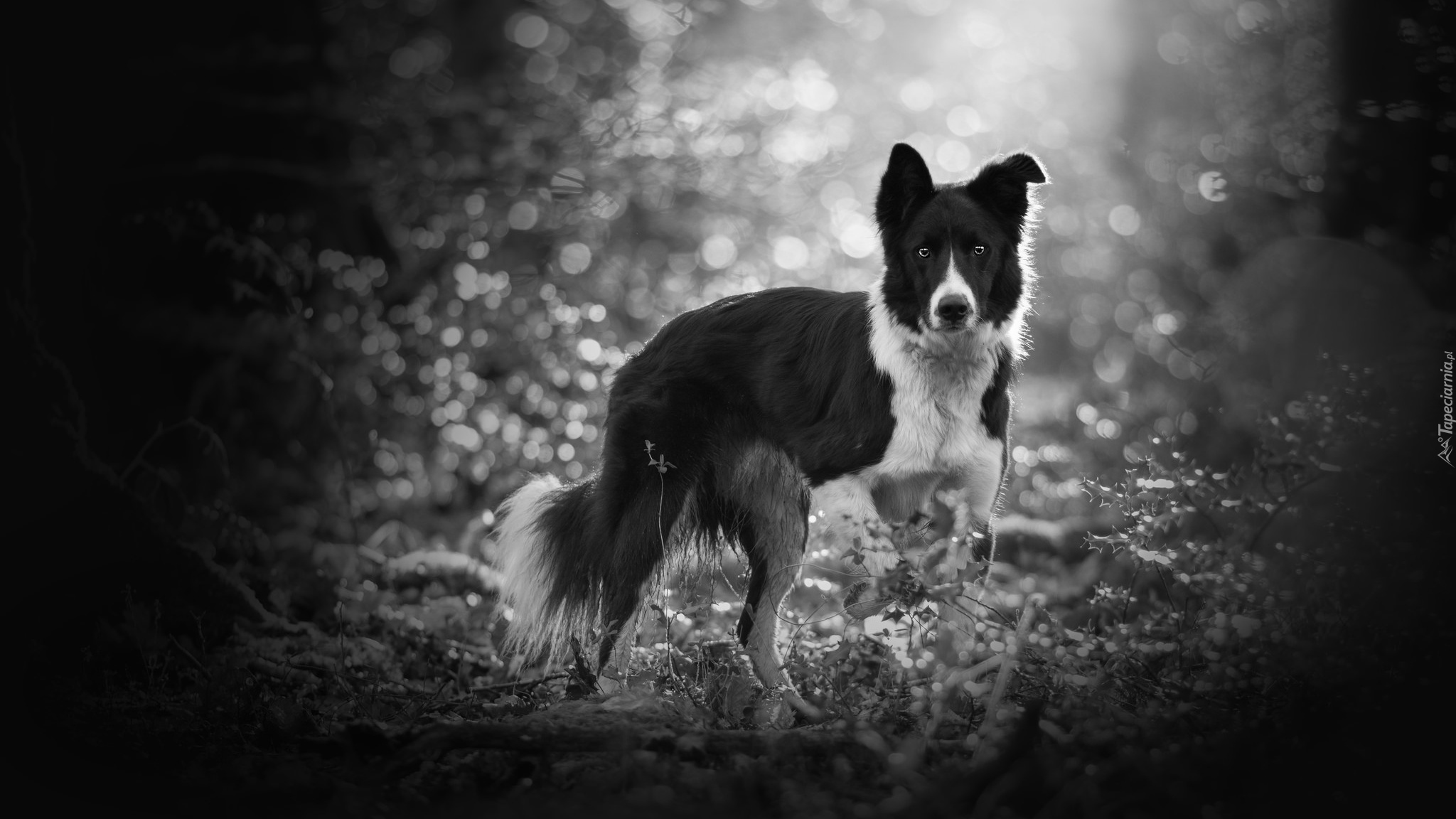 Pies, Border collie, Rośliny, Bokeh