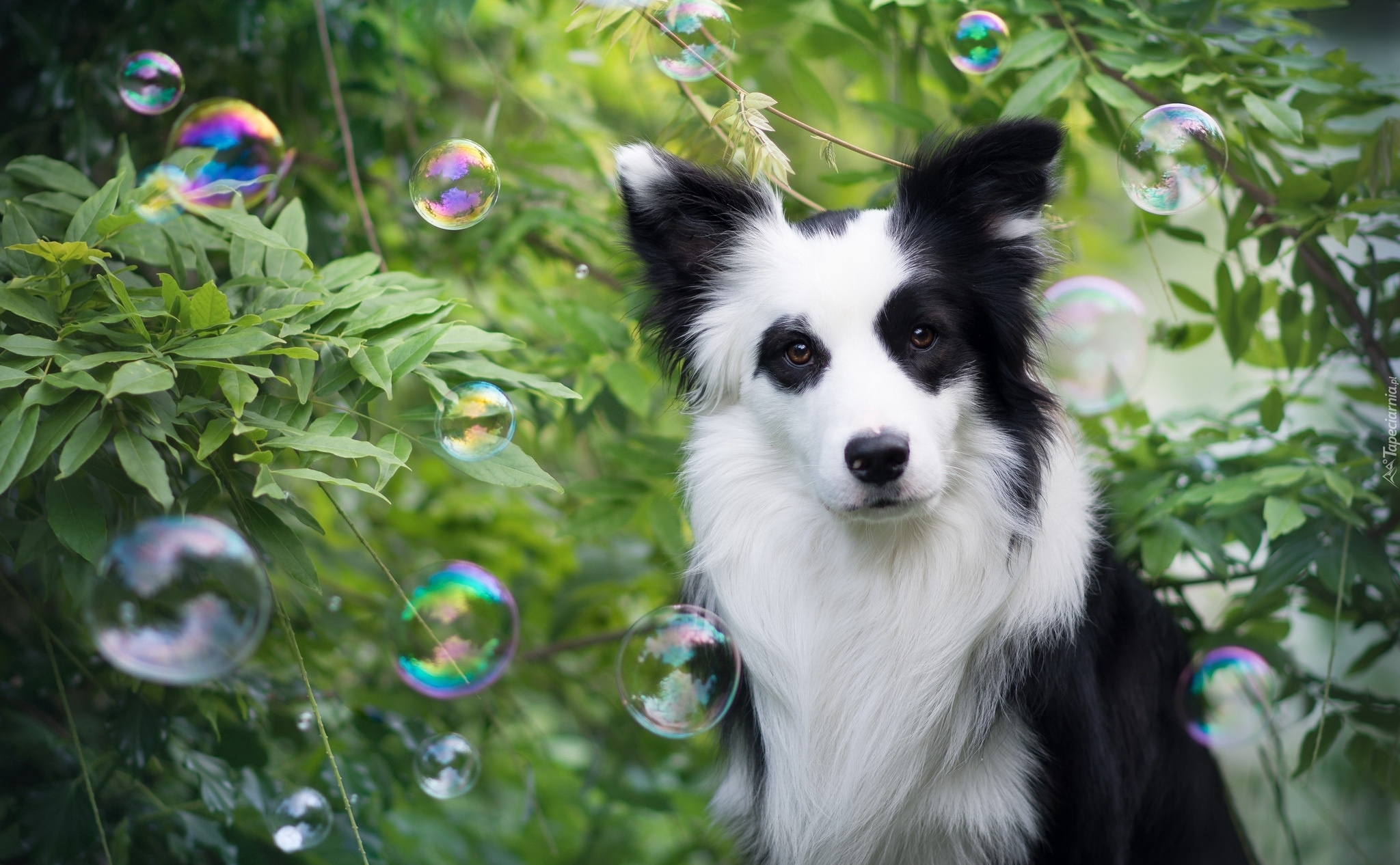 Pies, Border collie, Bańki, Zarośla