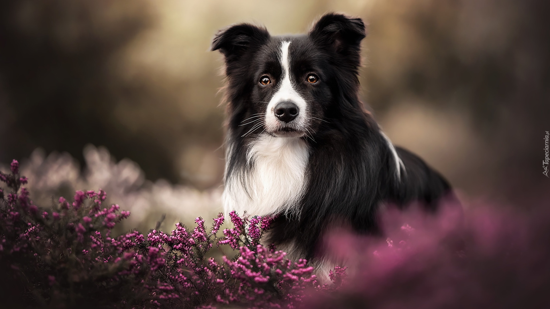 Wrzosy, Czarno-biały, Pies, Border collie