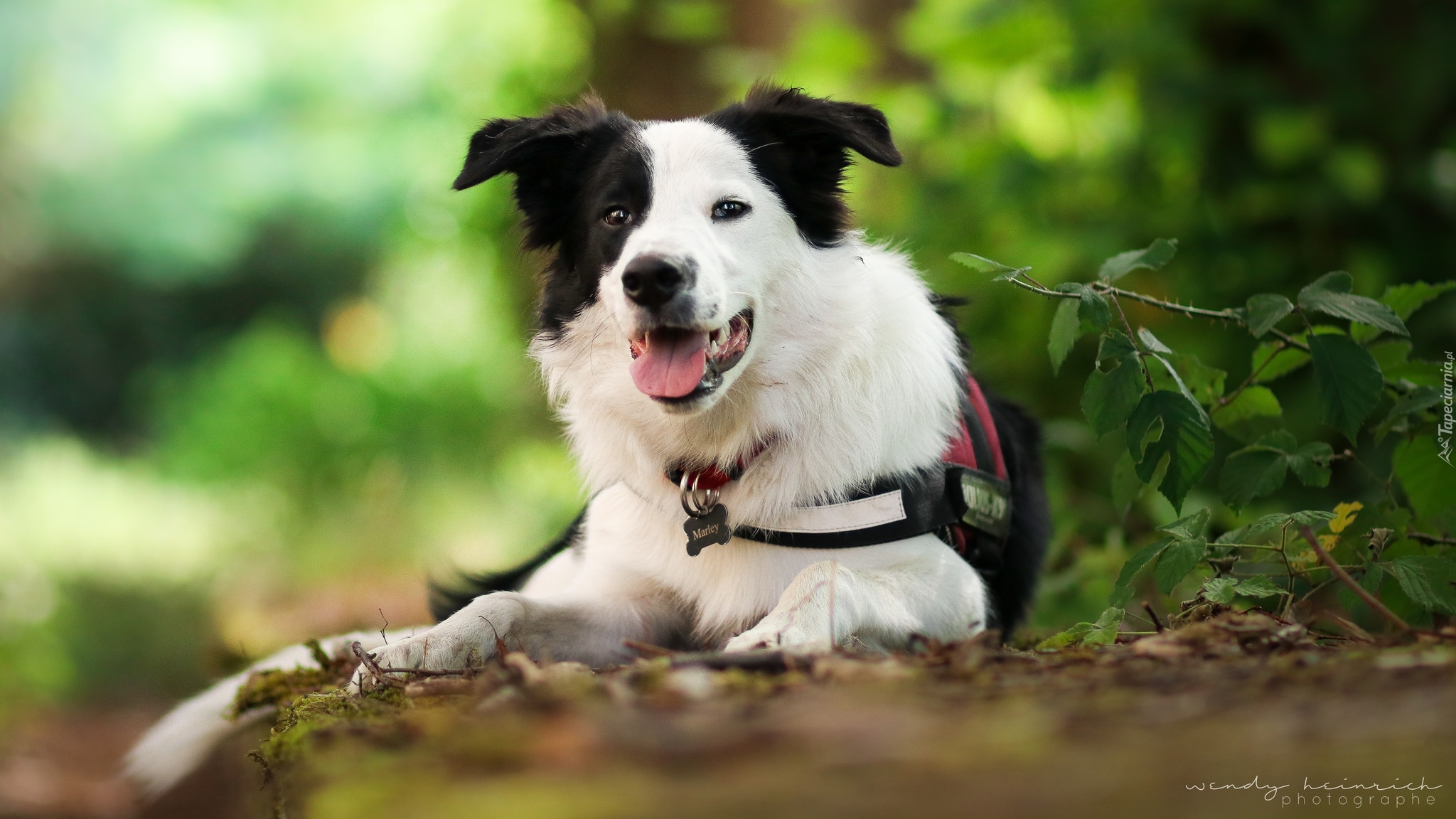 Pies, Border collie, Mordka