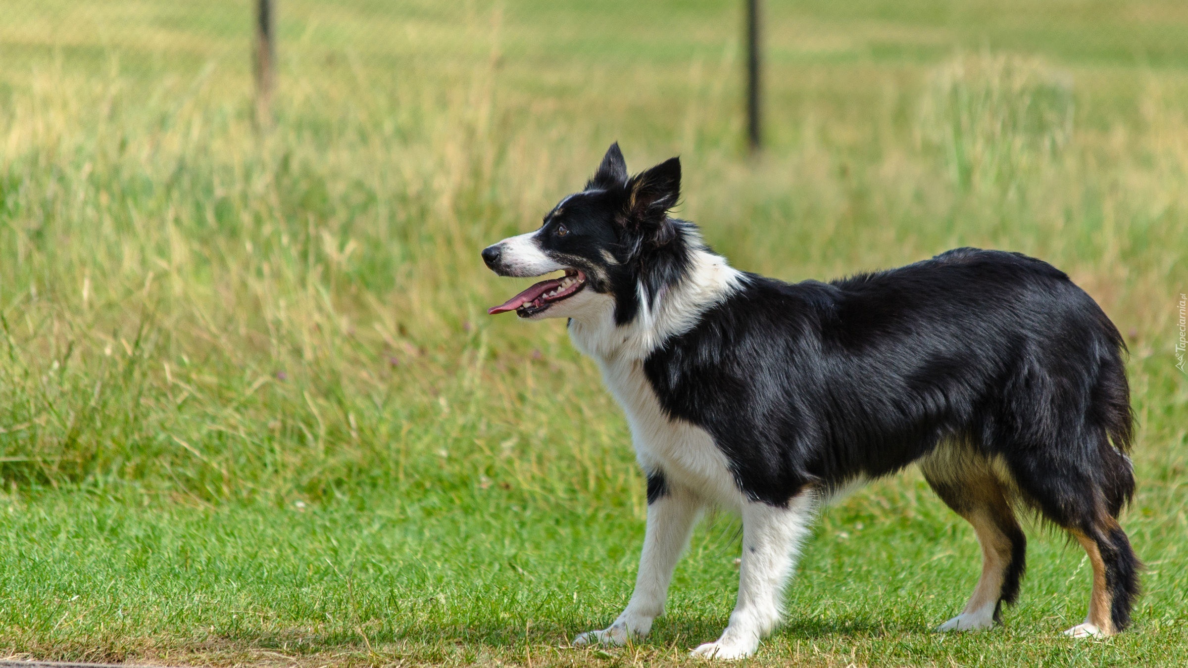 Trawa, Border collie