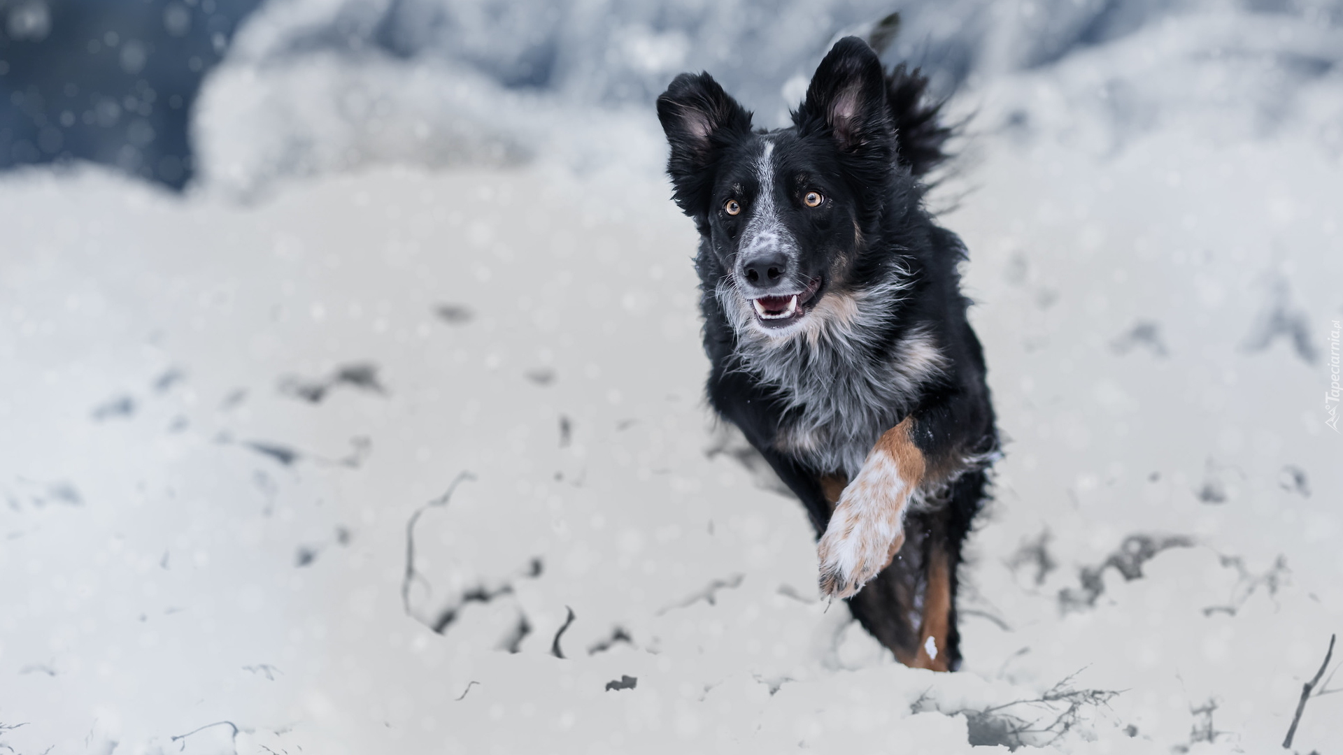 Czarno-biały, Pies, Border collie, Śnieg