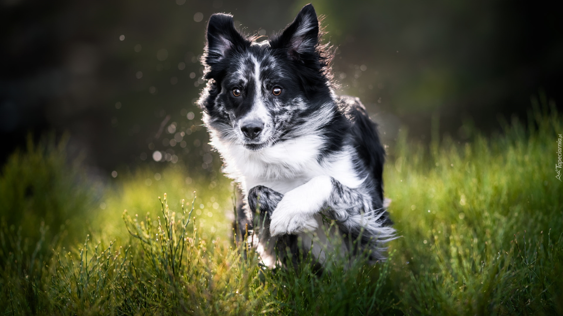 Czarno-biały, Pies, Border collie, Zielona, Trawa