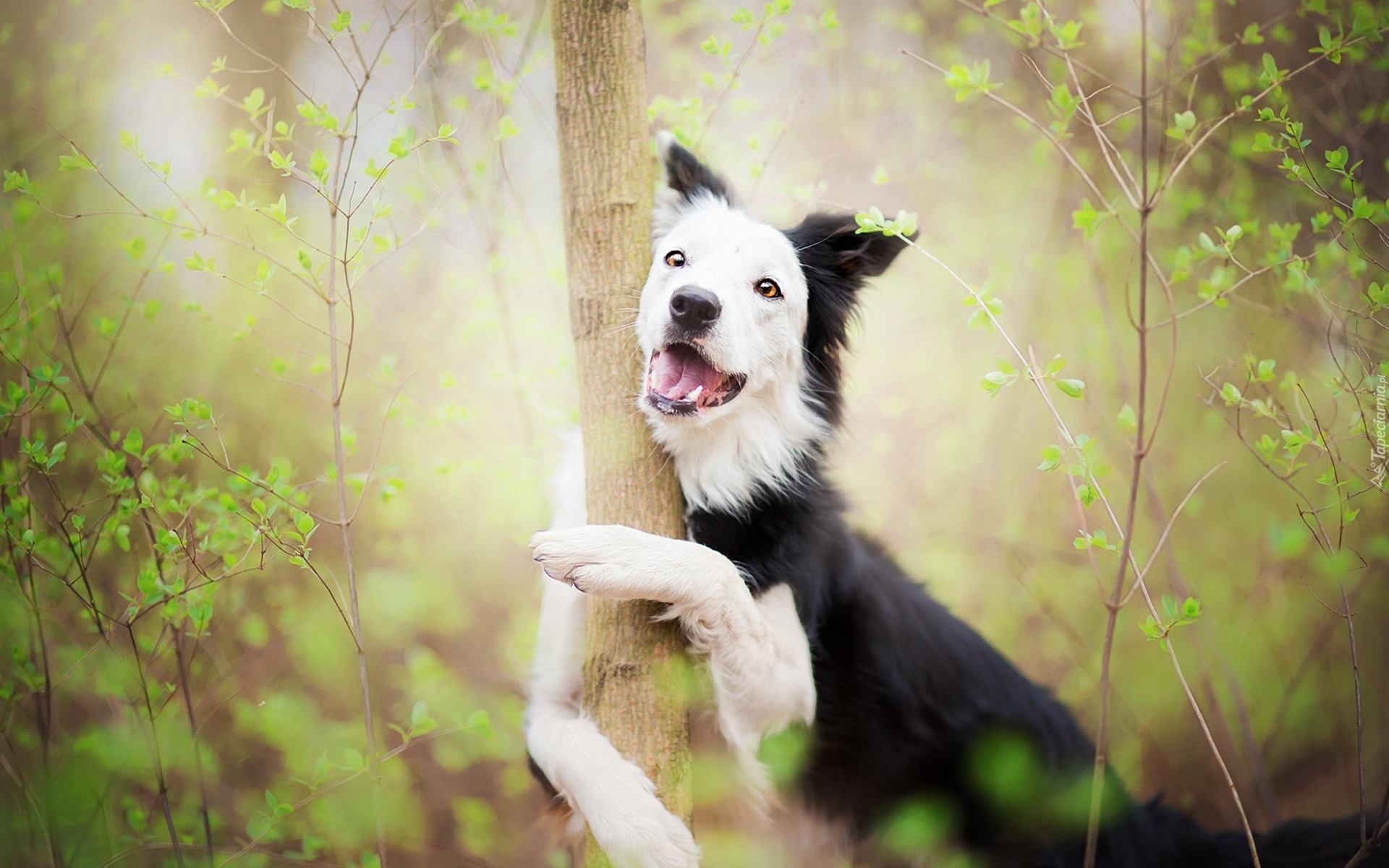 Border collie, Drzewo