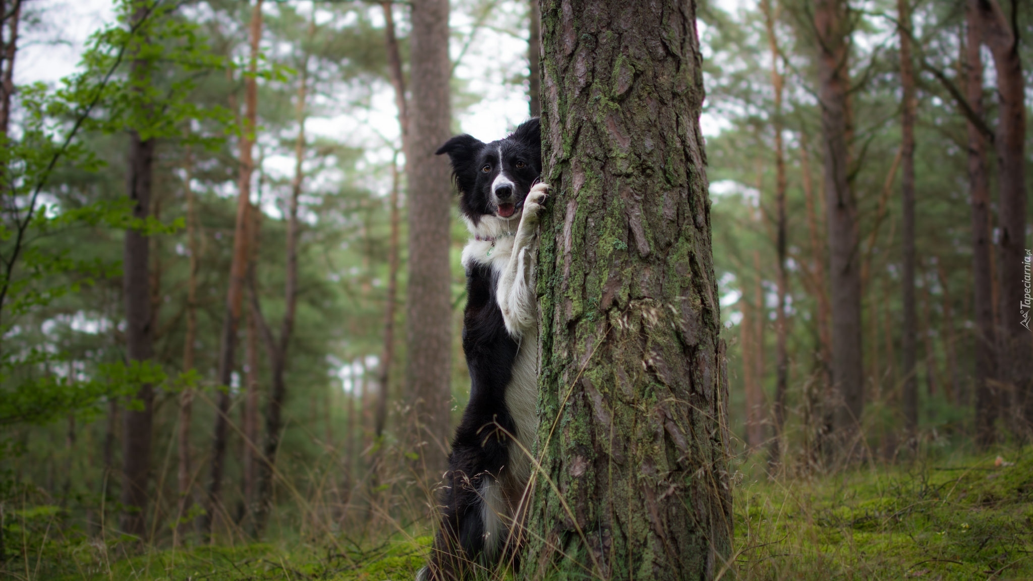 Las, Pies, Border collie, Drzewa