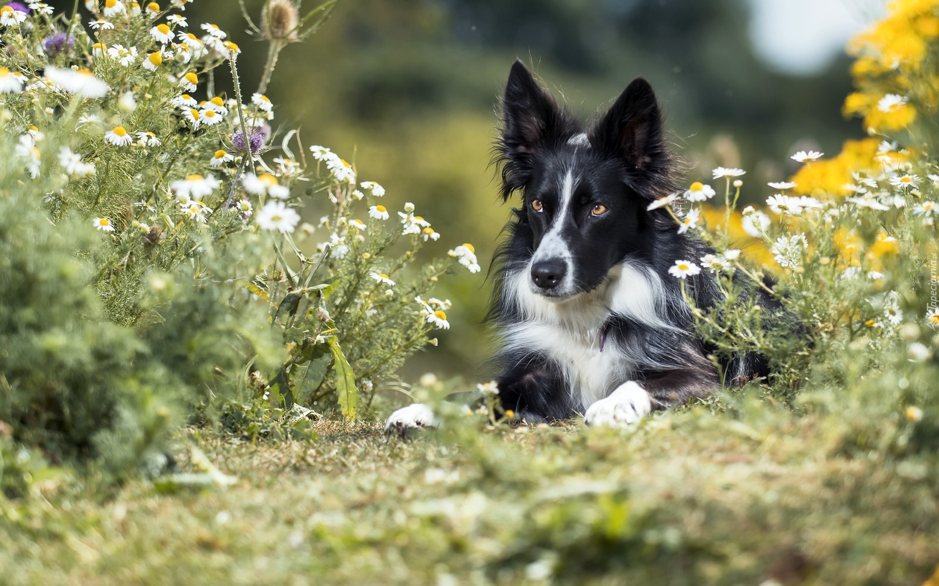 Pies, Czarno-biały, Border collie, Kwiaty