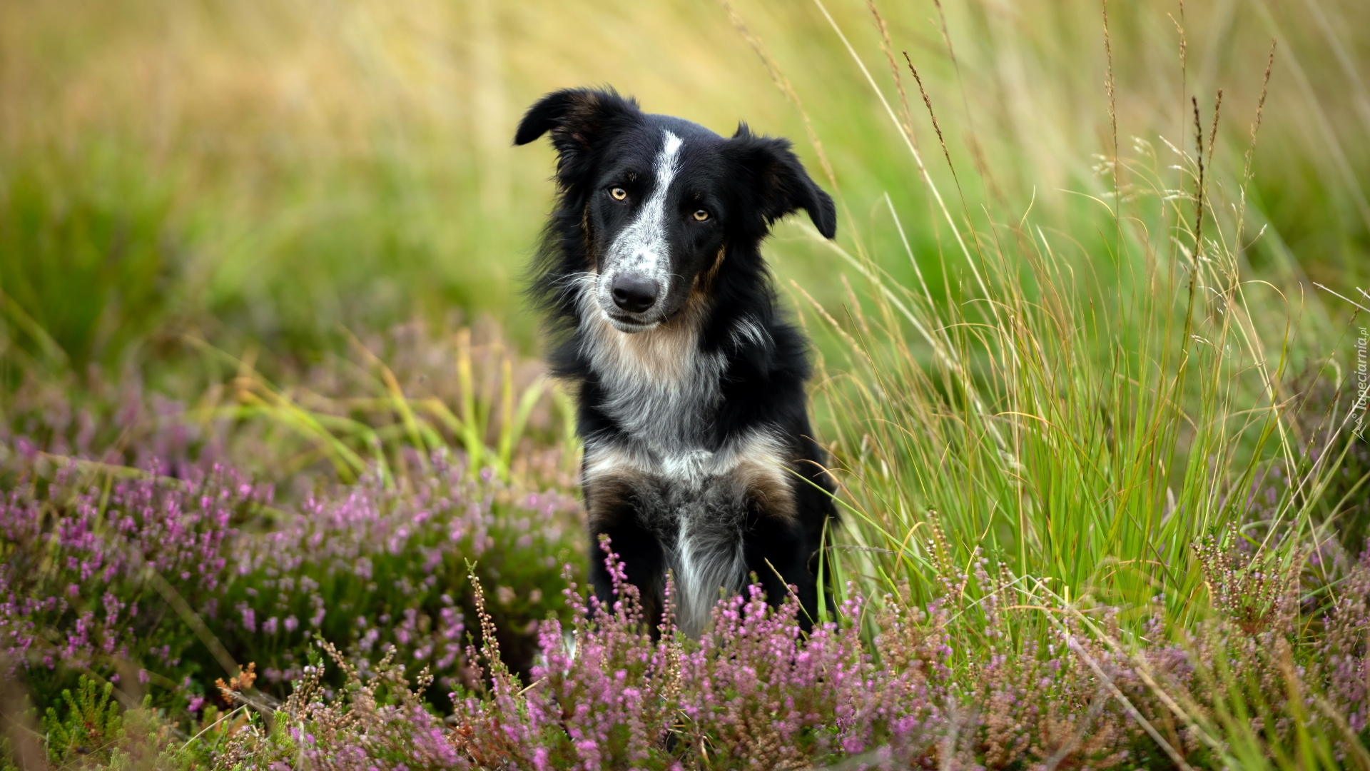 Biało-czarny, Pies, Border collie, Wrzosy, Trawa