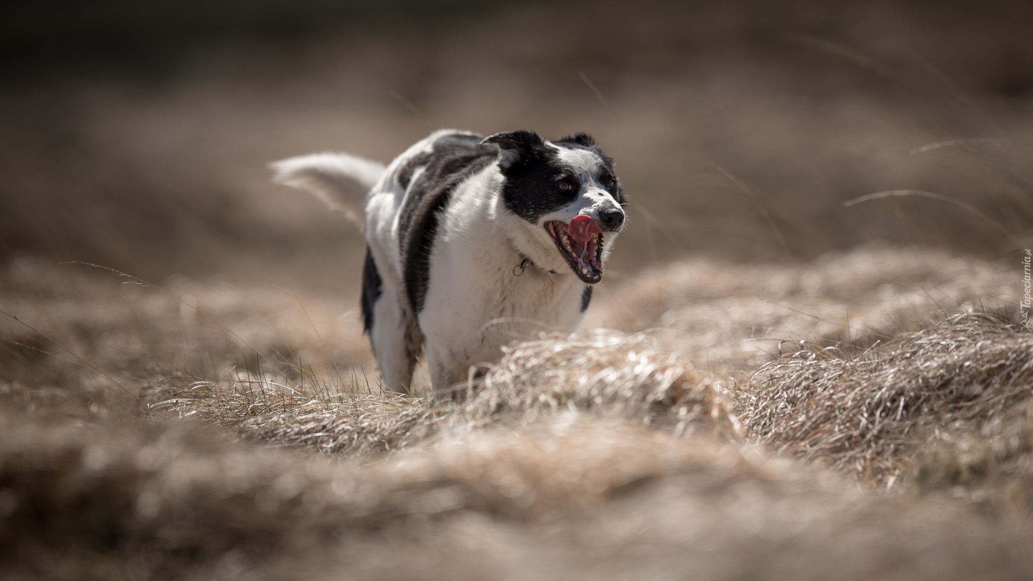 Pies, Czarno-biały, Border collie, Łąka, Trawa