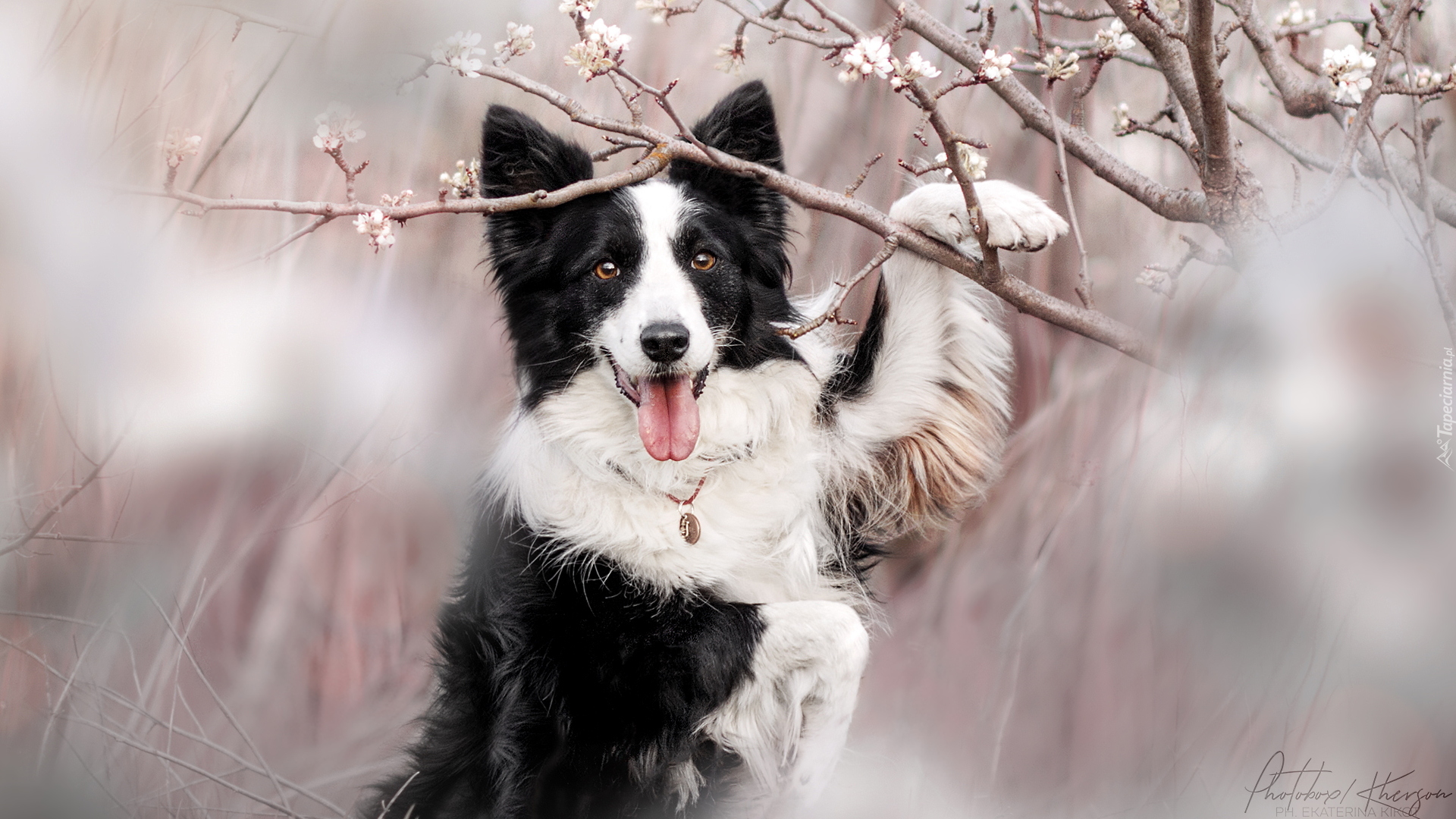 Biało-czarny, Pies, Border collie, Okwiecone, Gałązki