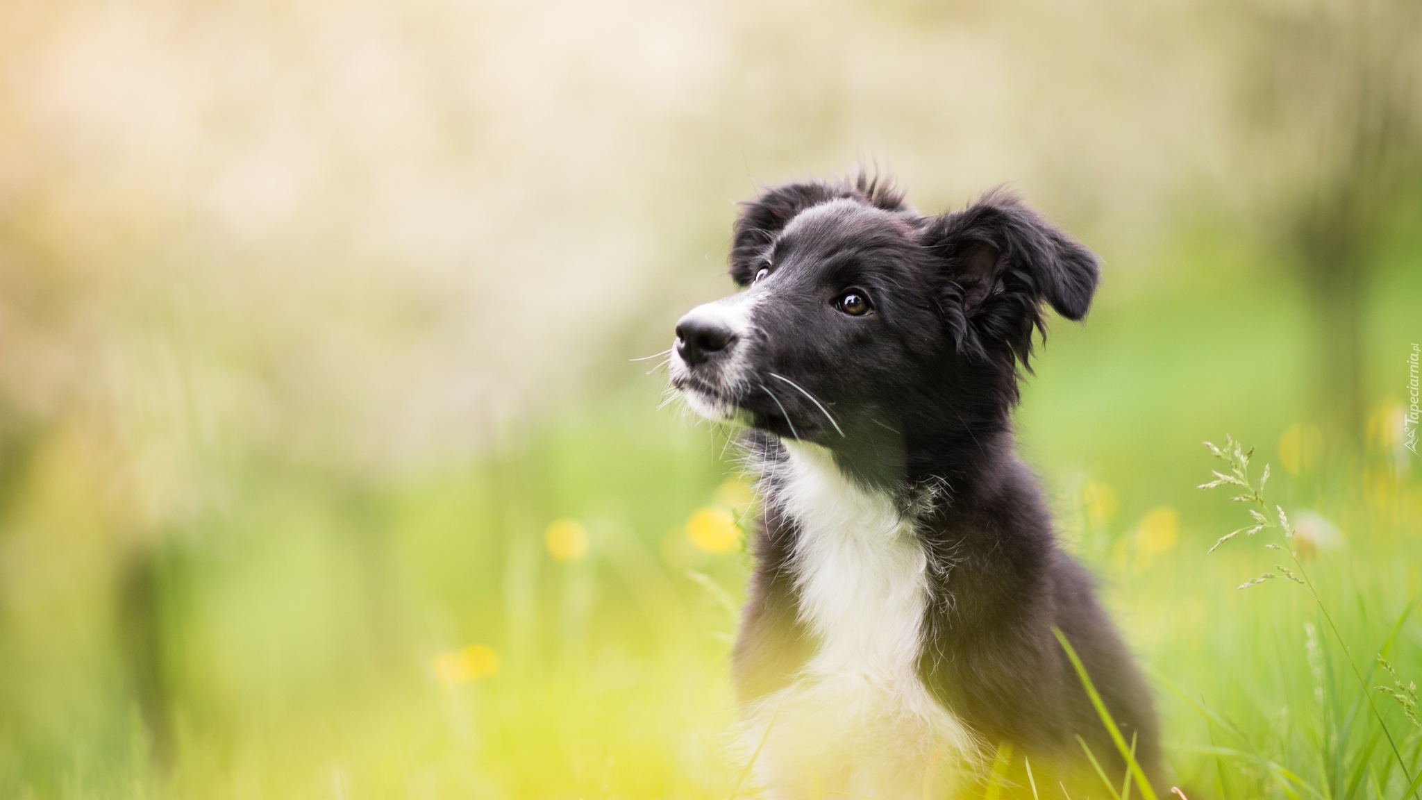 Pies, Szczeniak, Border collie, Łąka, Rozmyte tło