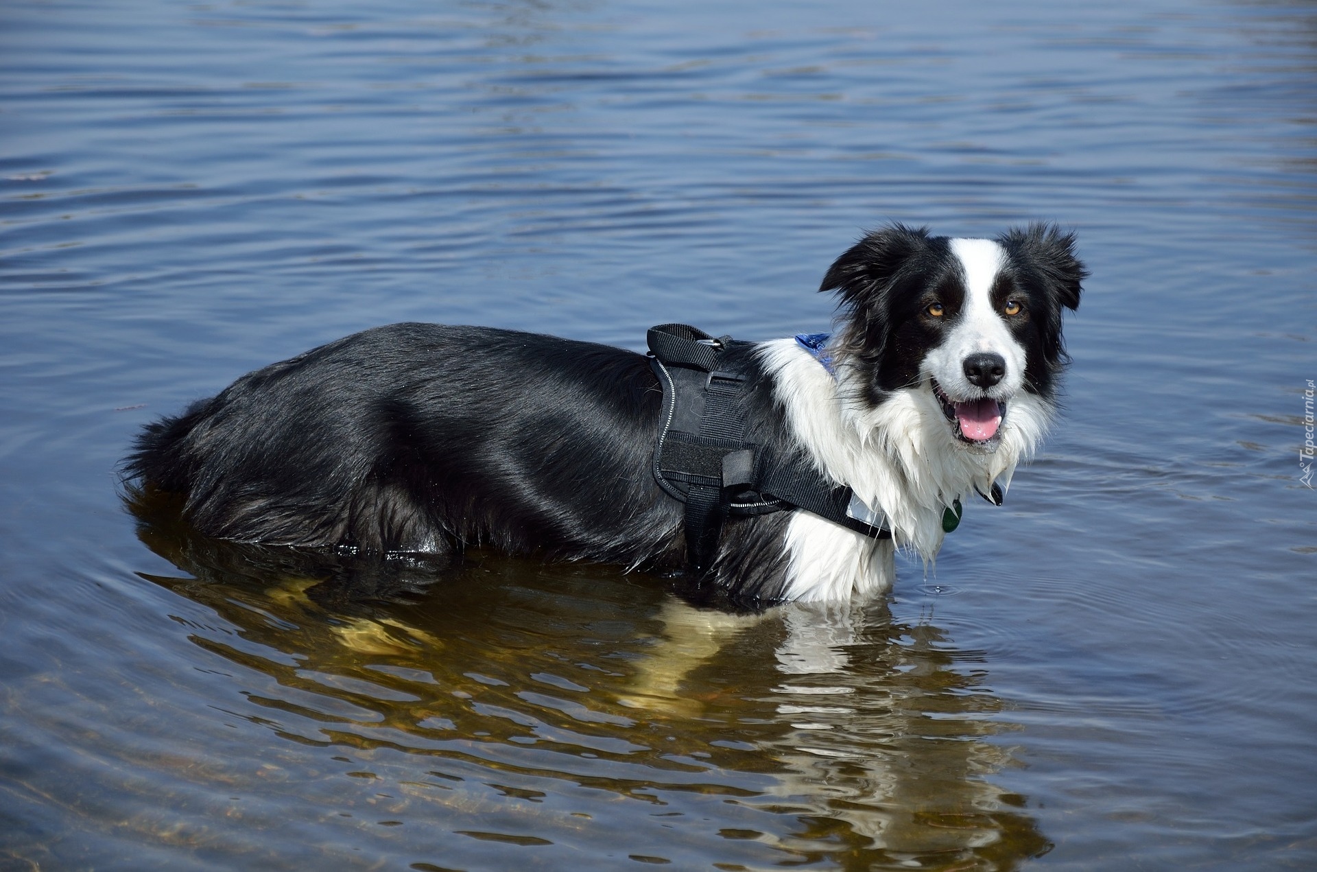 Pies, Border collie, Szelki, Woda