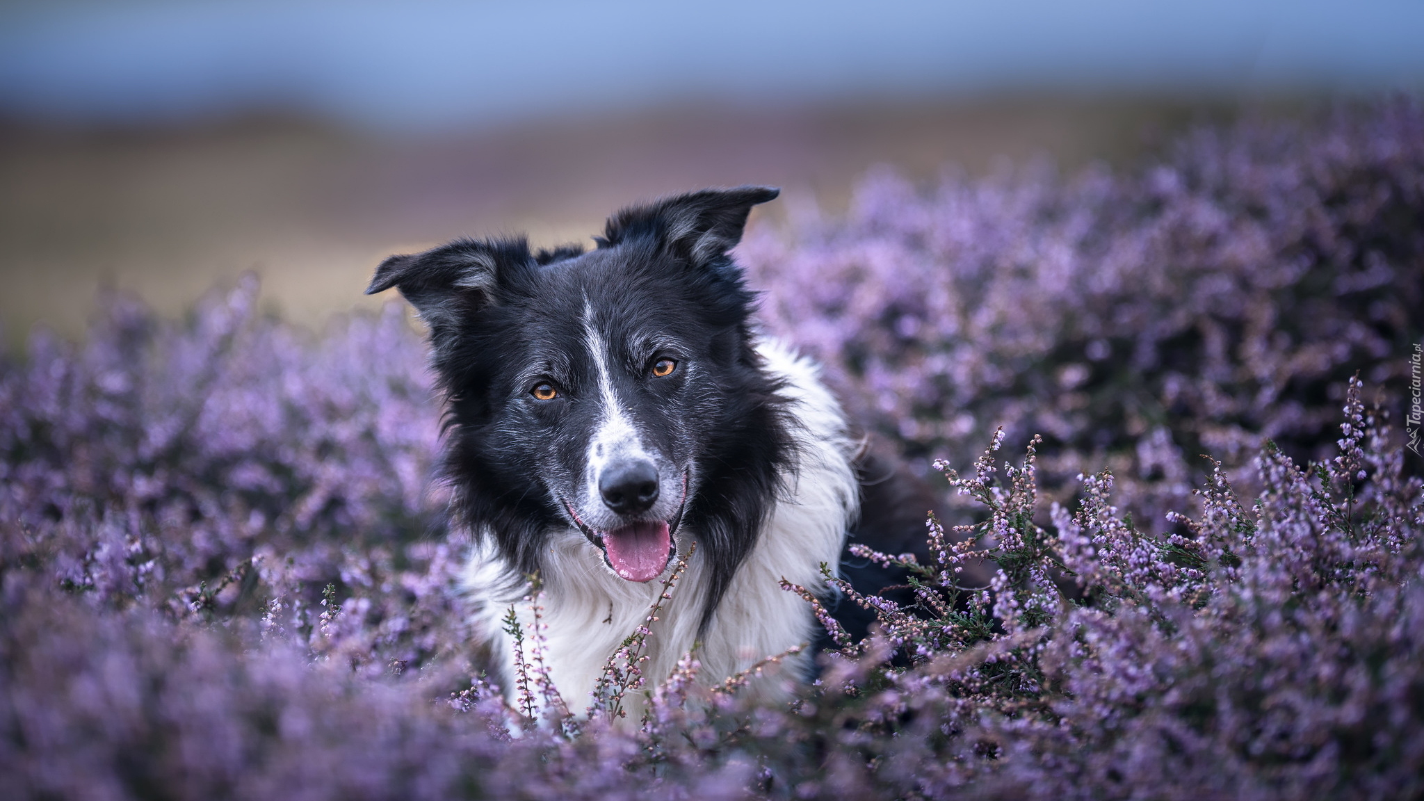 Pies, Czarno-biały, Border collie, Wrzosy