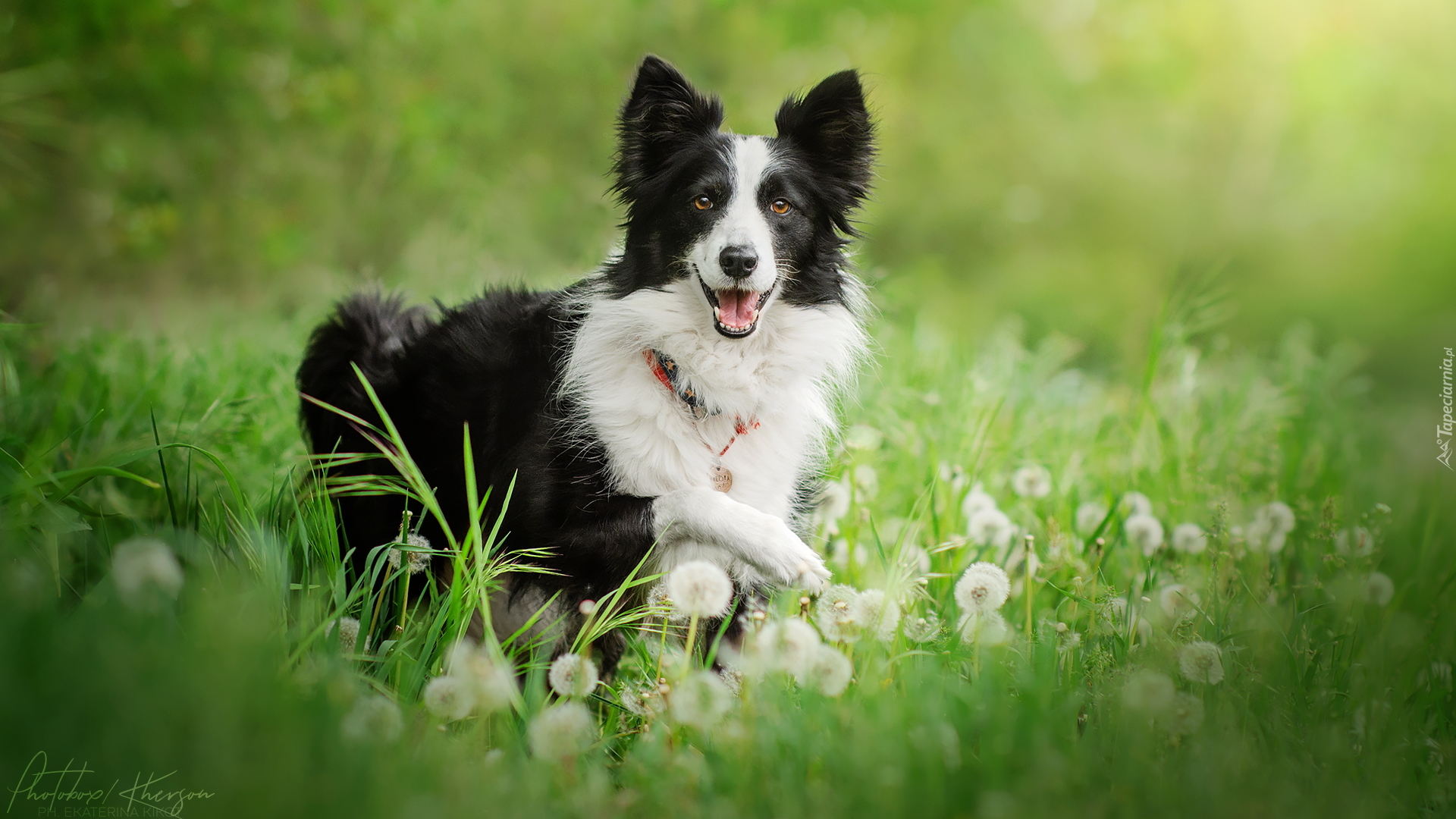 Pies, Czarno-biały, Border collie, Trawa, Dmuchawce