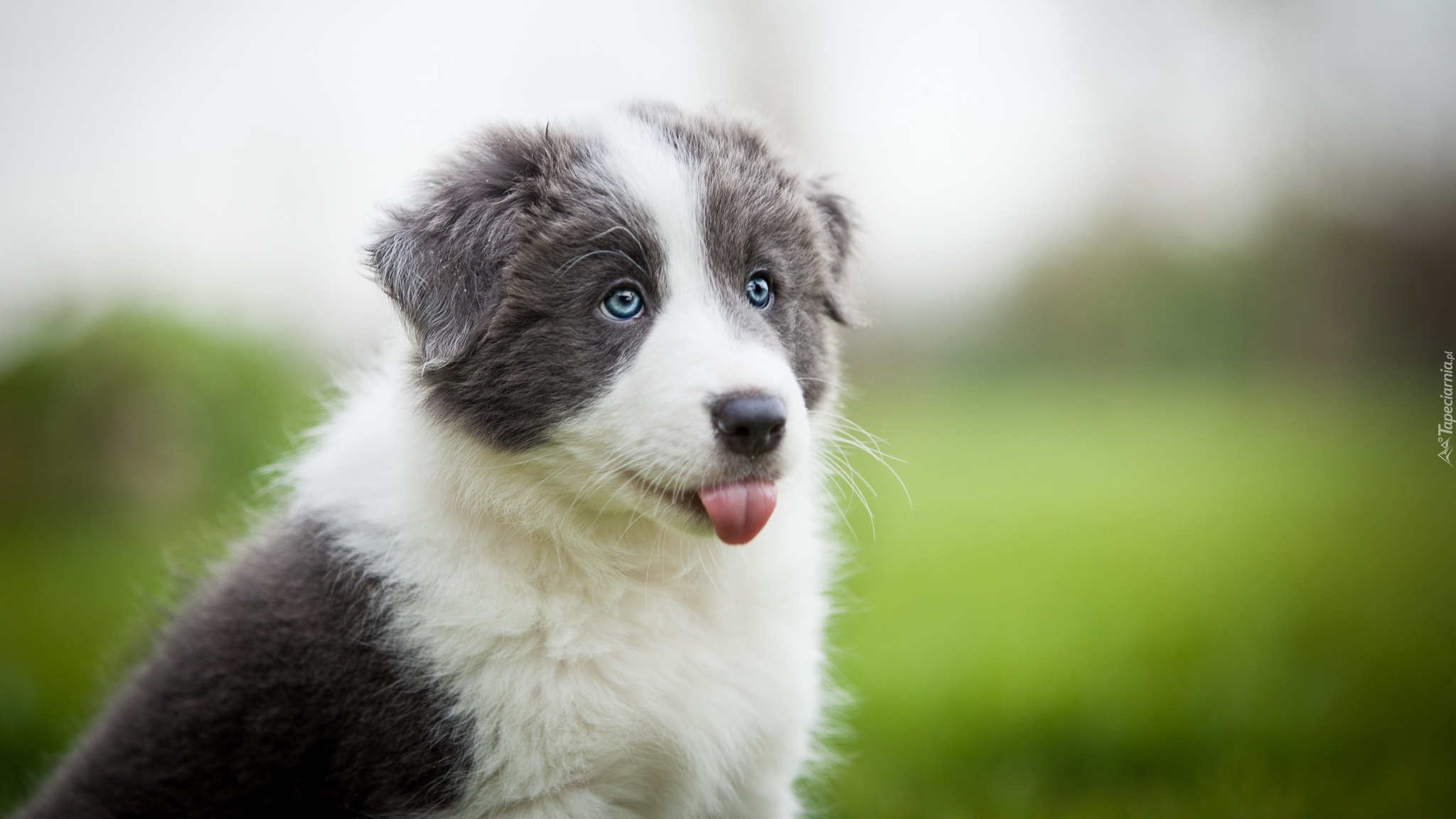 Słodki, Szczeniak, Border collie