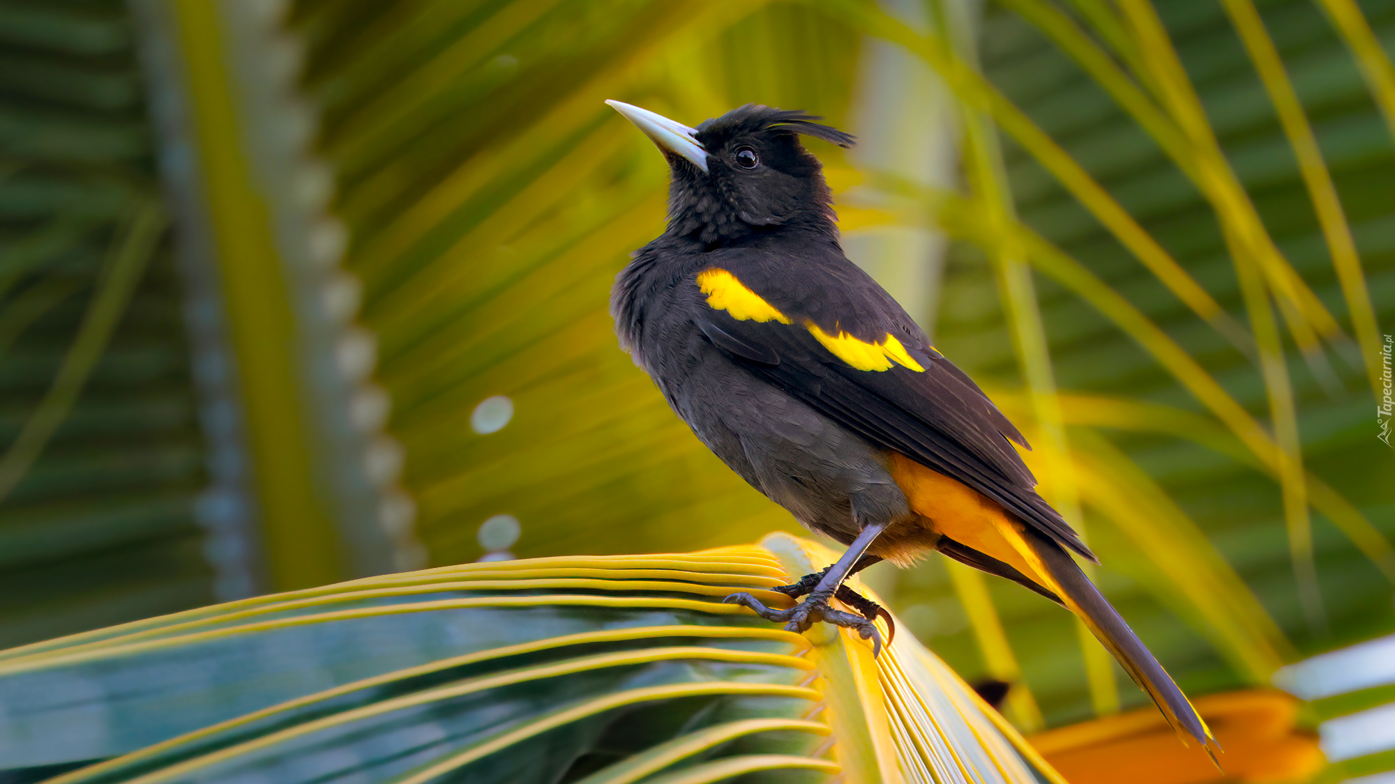 Czarno-żółty, Ptak, Kacyk meksykański, Liść