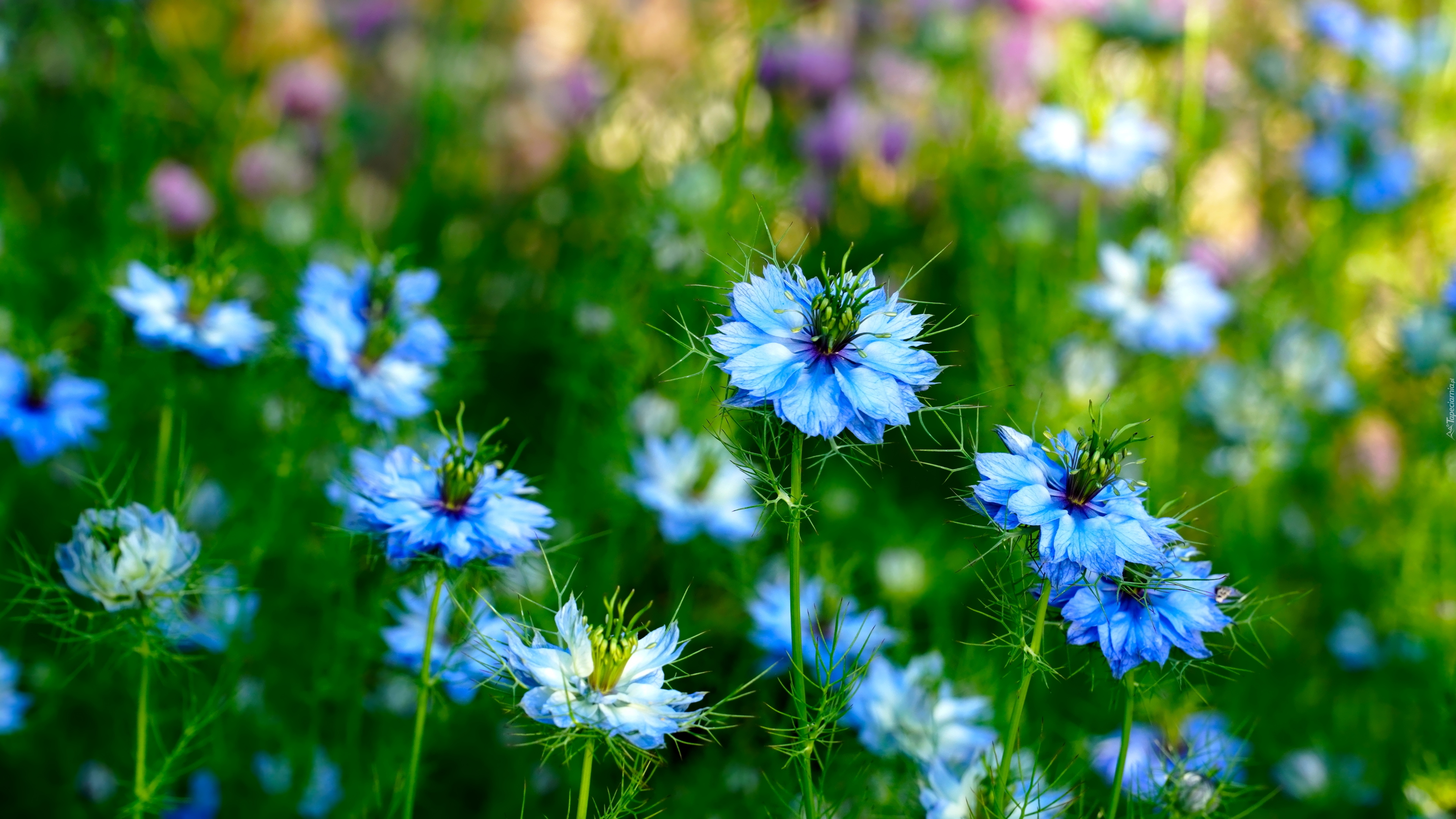 Niebieskie, Kwiaty, Czarnuszki siewne