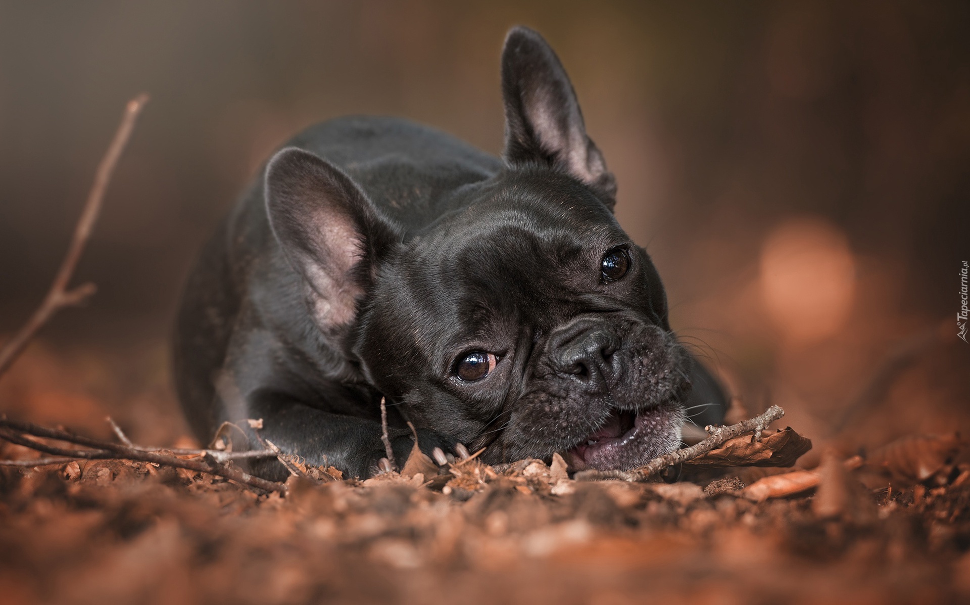 Buldog francuski, Liście, Gałązki