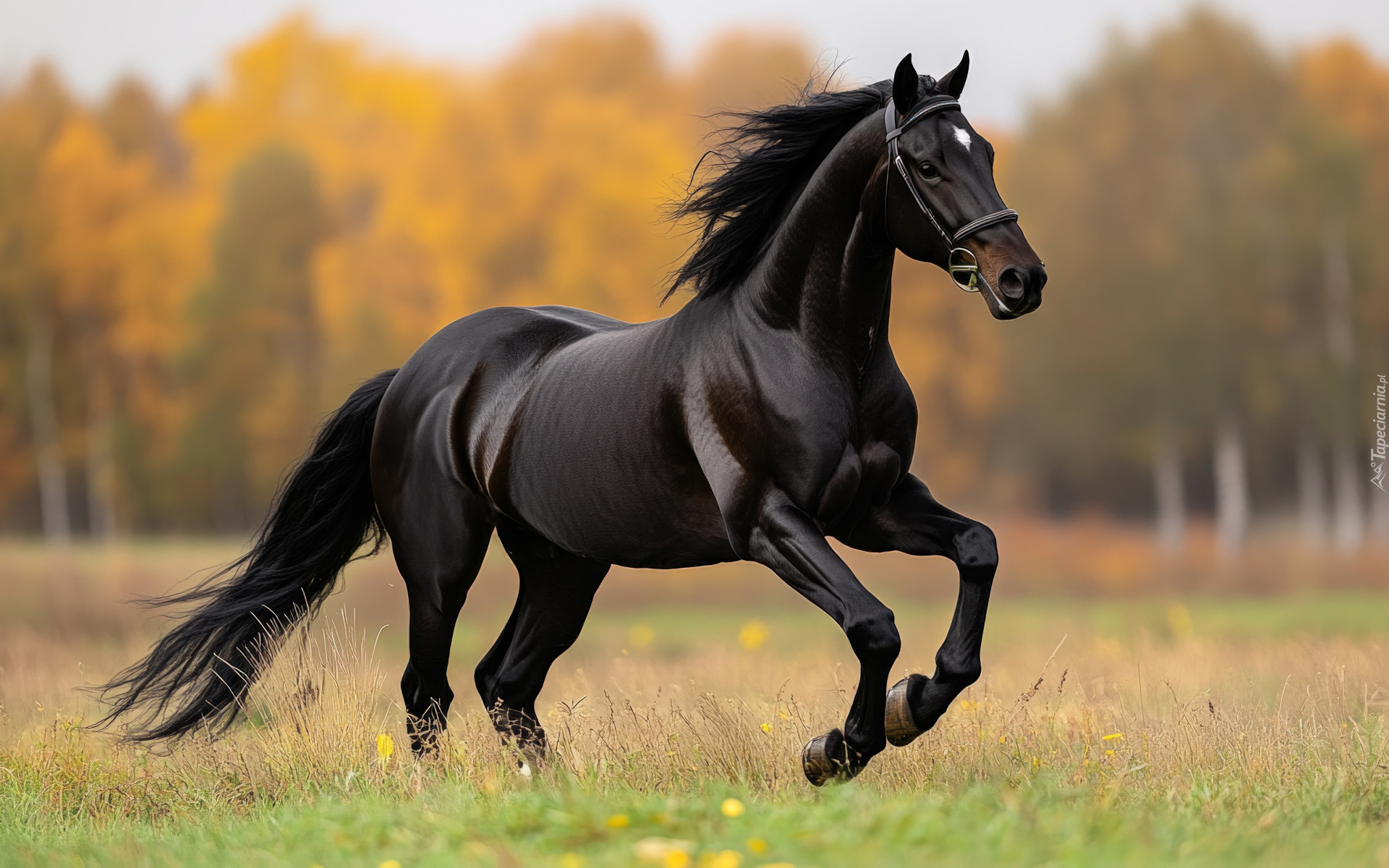 Koń, Czarny, Galop, Grafika AI