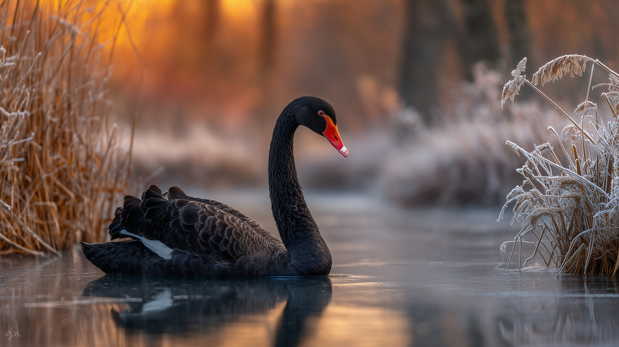 Czarny, Łabędź, Staw, Zarośla, Grafika AI