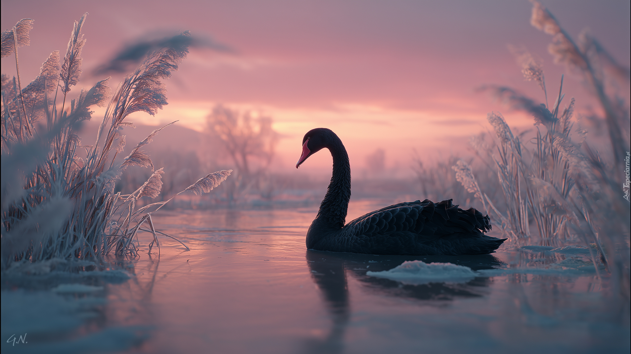 Czarny, Łabędź, Jezioro, Trawy, Grafika AI