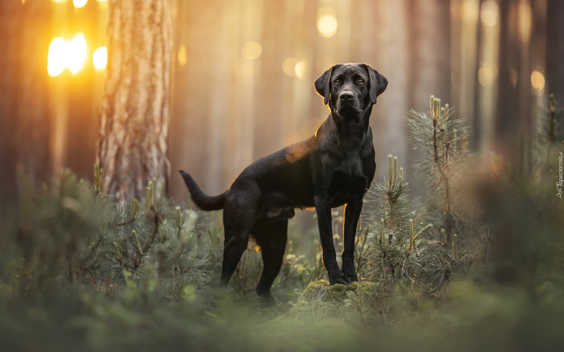 Czarny, Pies, Labrador retriever, Las