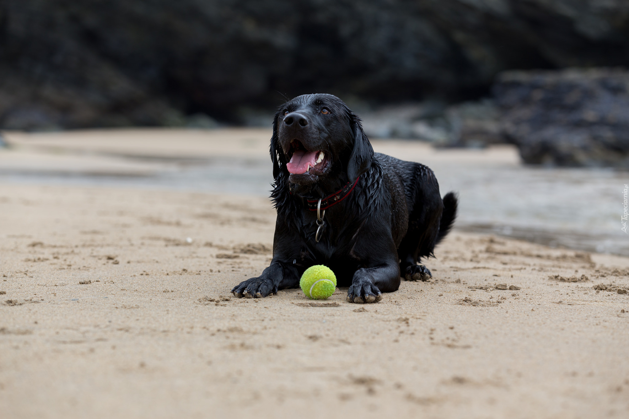 Czarny, Labrador retriever, Piłeczka, Plaża