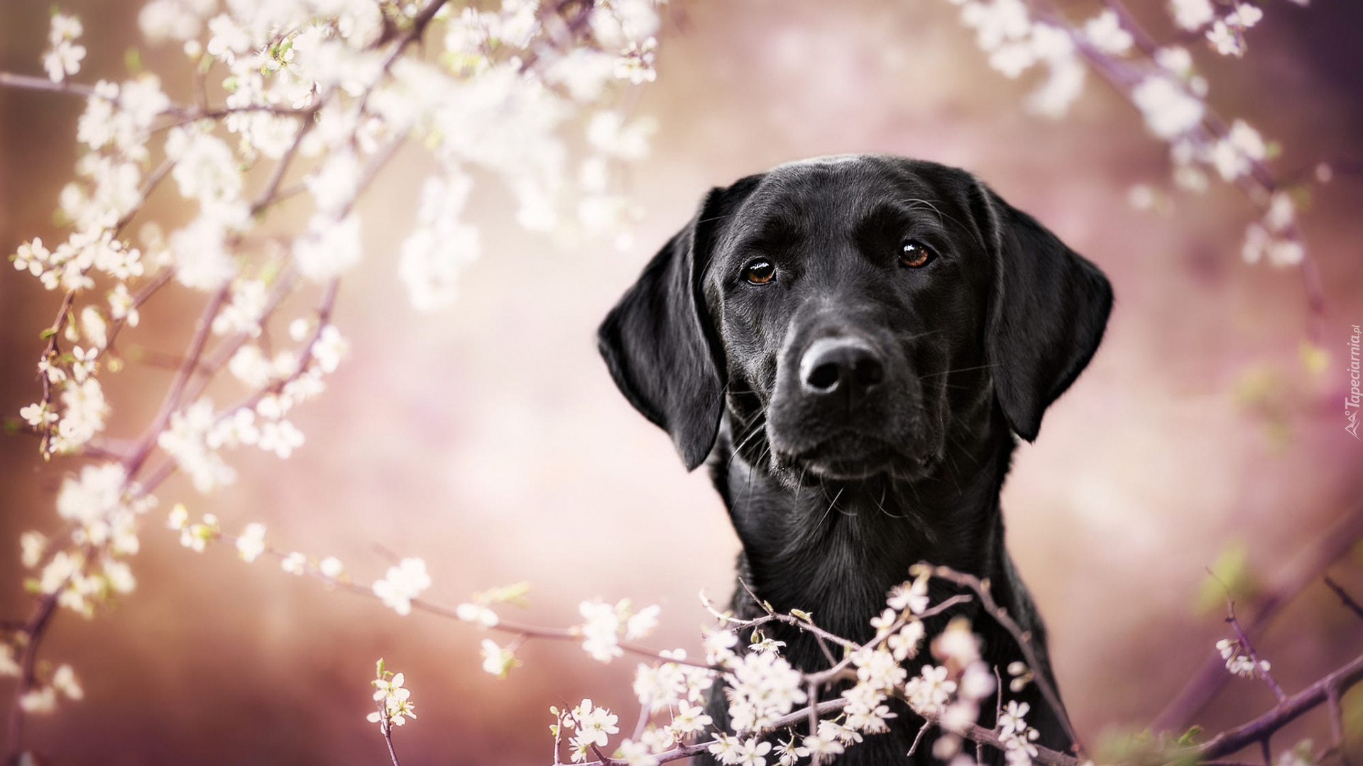 Czarny, Pies, Labrador retriever, Okwiecone, Gałązki