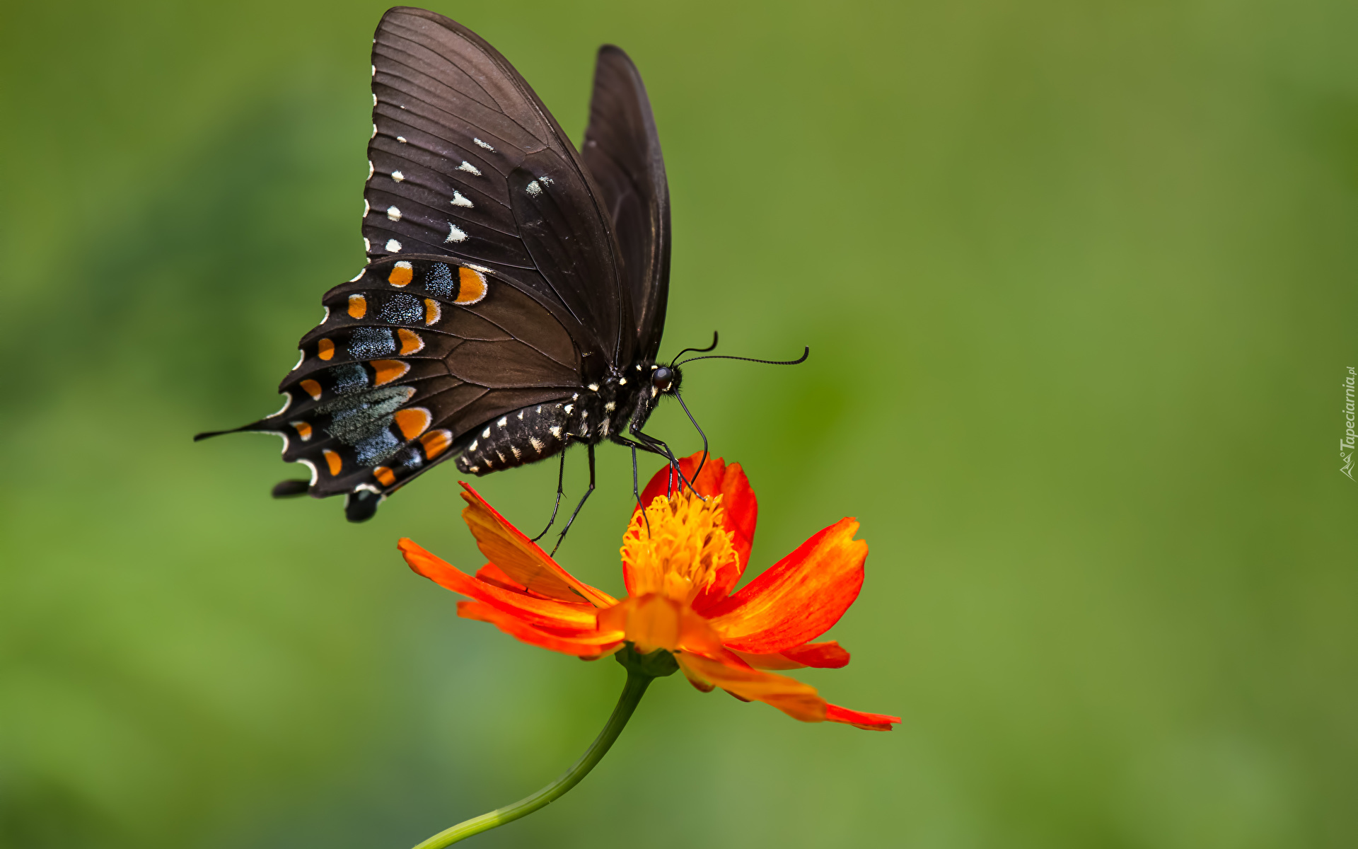 Motyl, Paź, Papilio polyxenes, Kolorowy, Kwiat, Cynia, Rozmycie