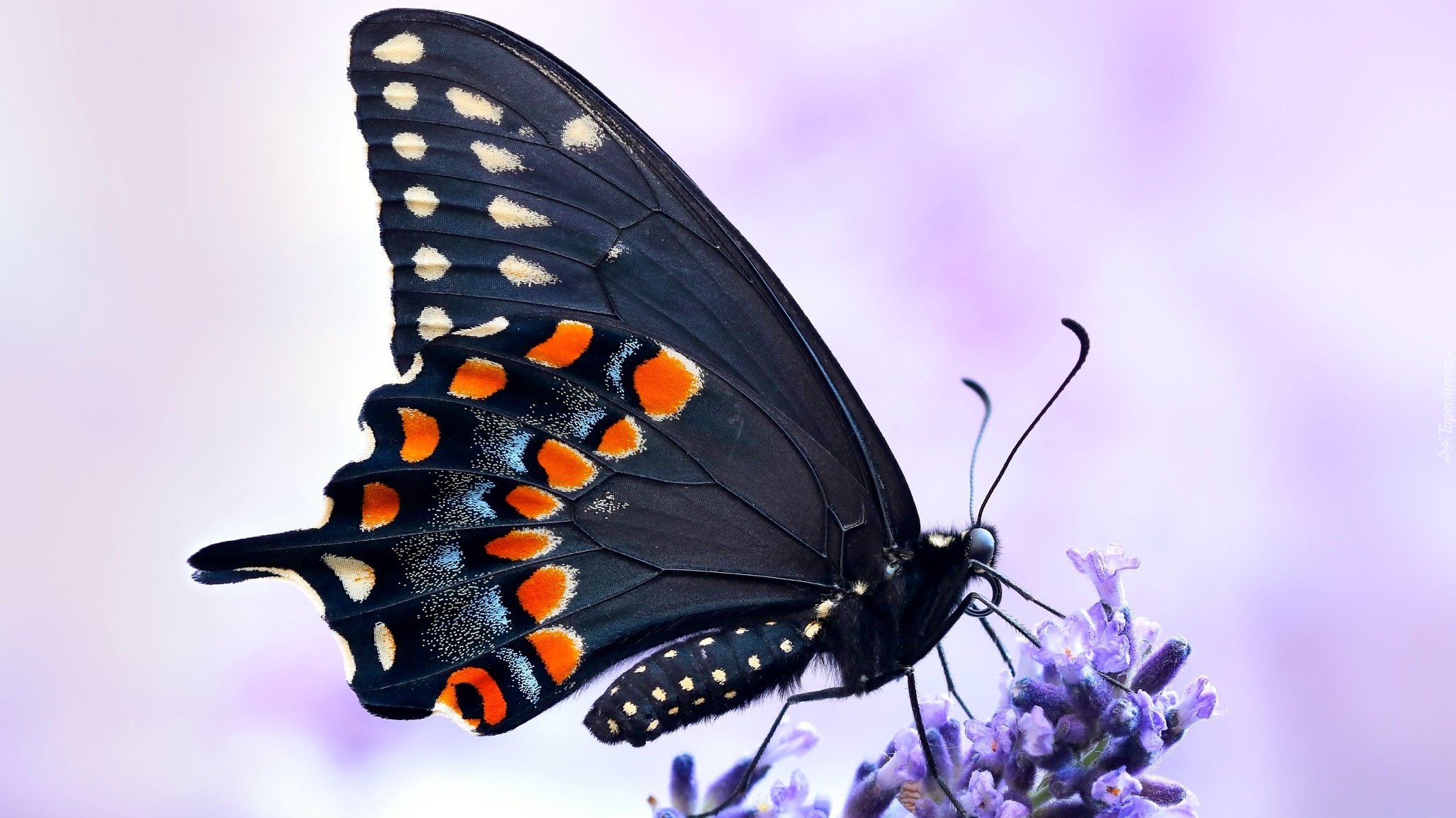 Motyl, Czarny, Paź królowej, Lawenda, Makro