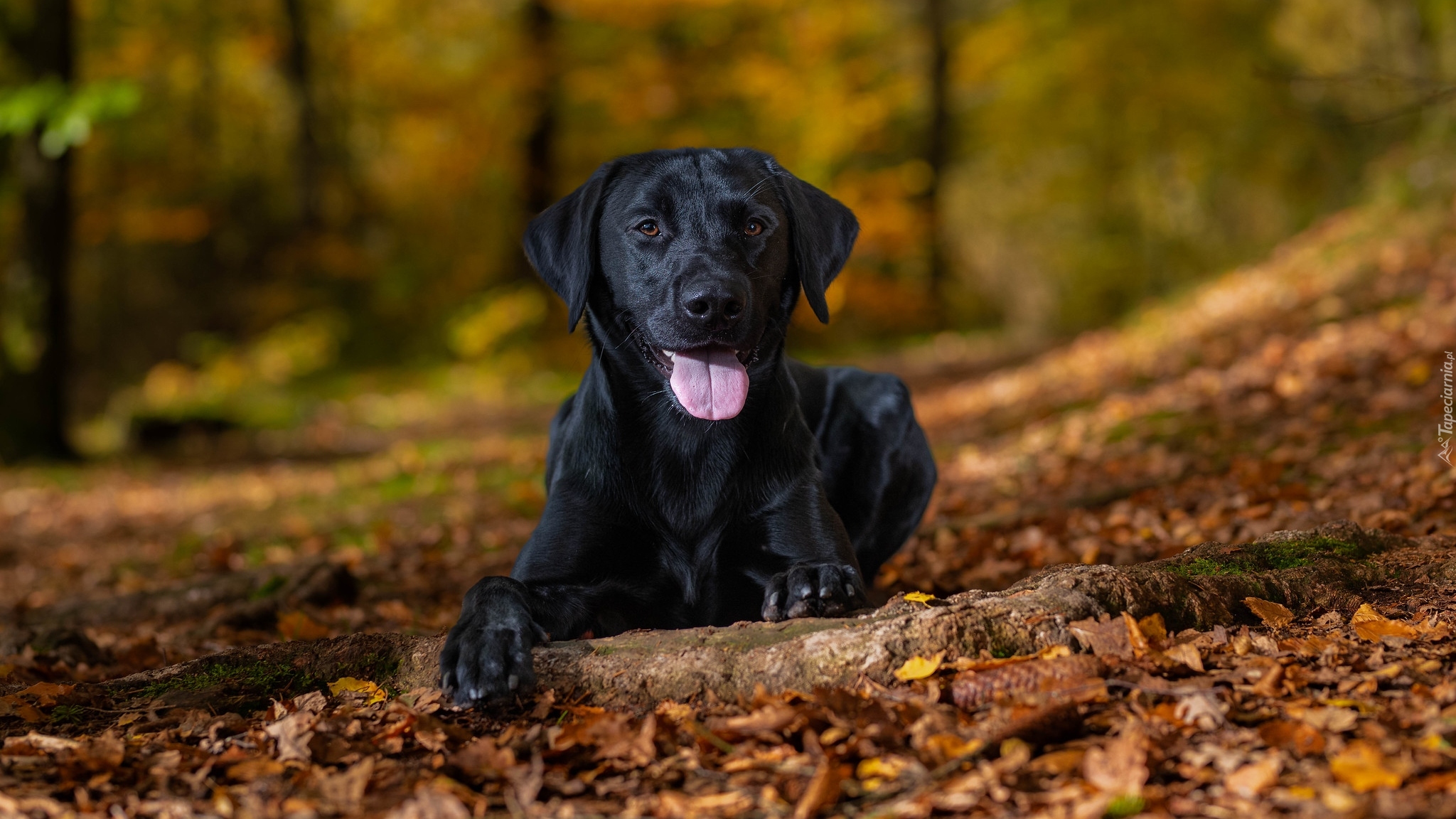 Pies, Czarny, Labrador retriever, Liście