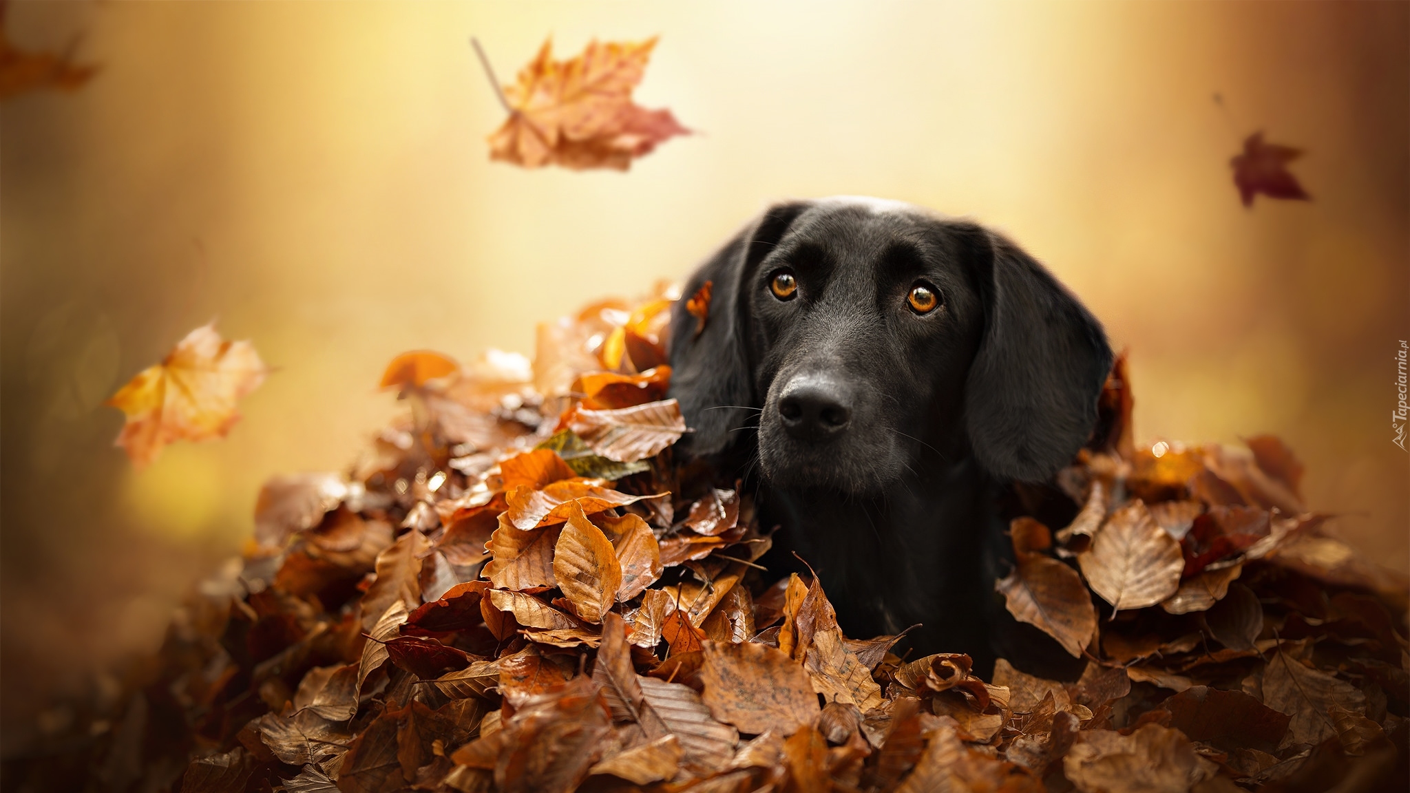 czarny-pies-w-jesiennych-li-ciach