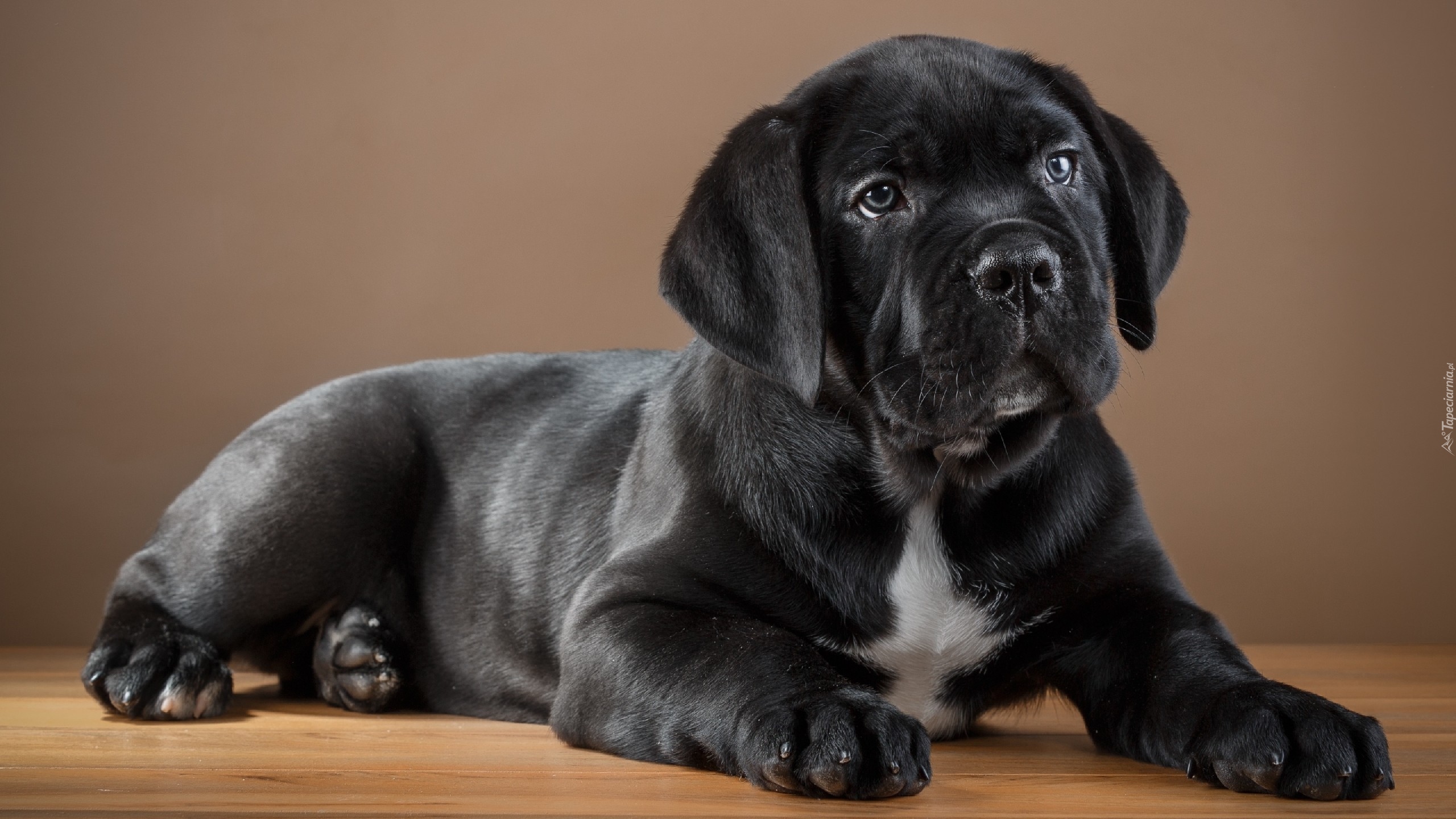 Szczeniak, Cane corso