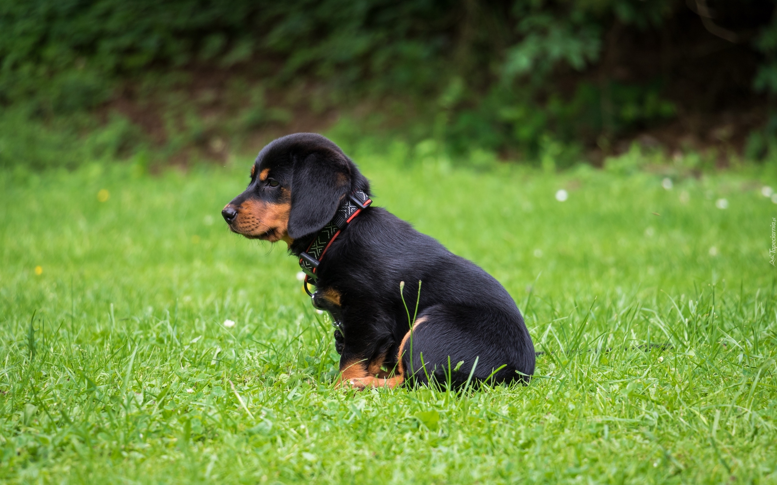 Szczeniak, Rottweiler, Łąka, Trawa, Bokeh