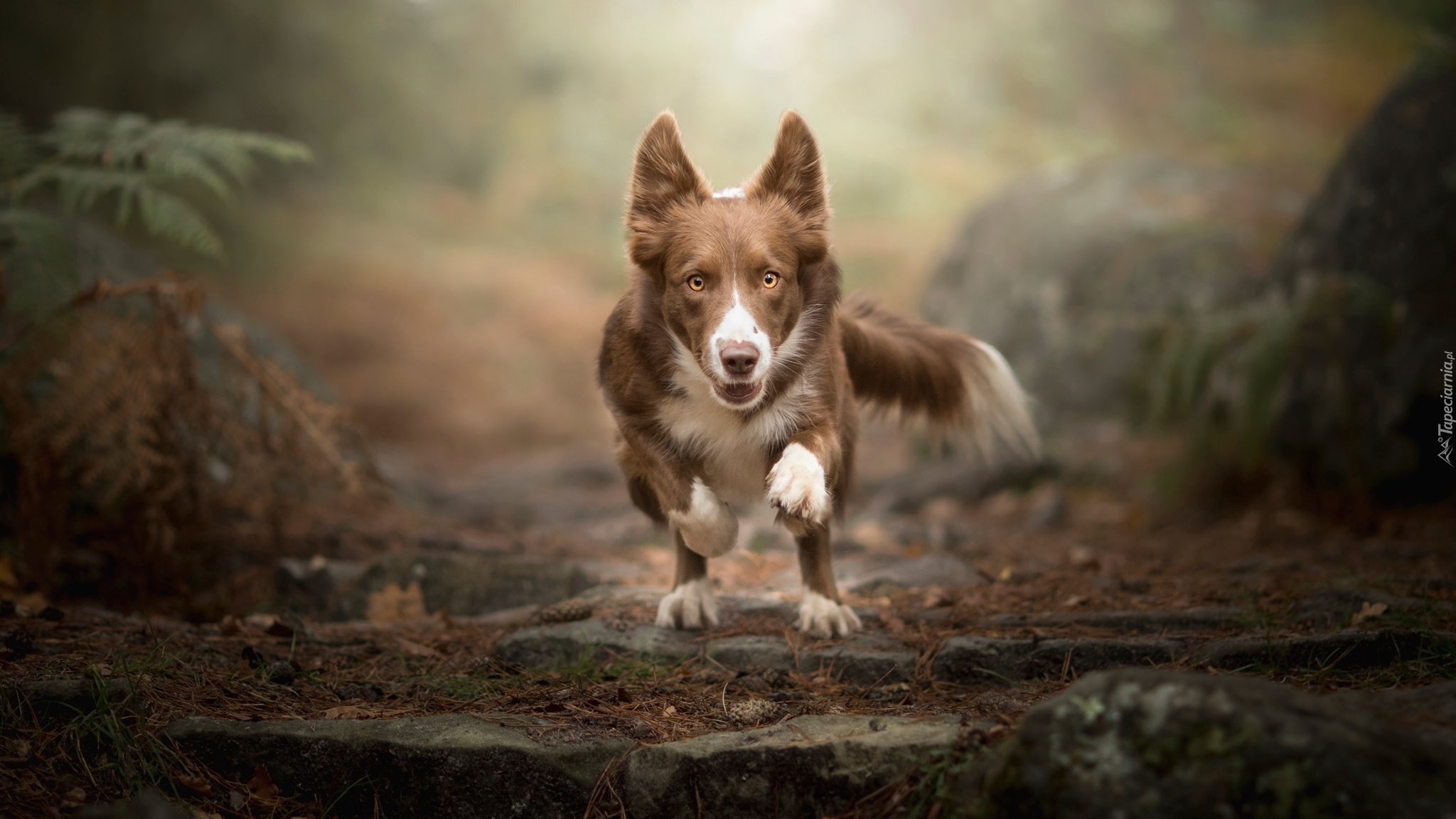 Pies, Czekoladowo-biały, Border collie, Bieg