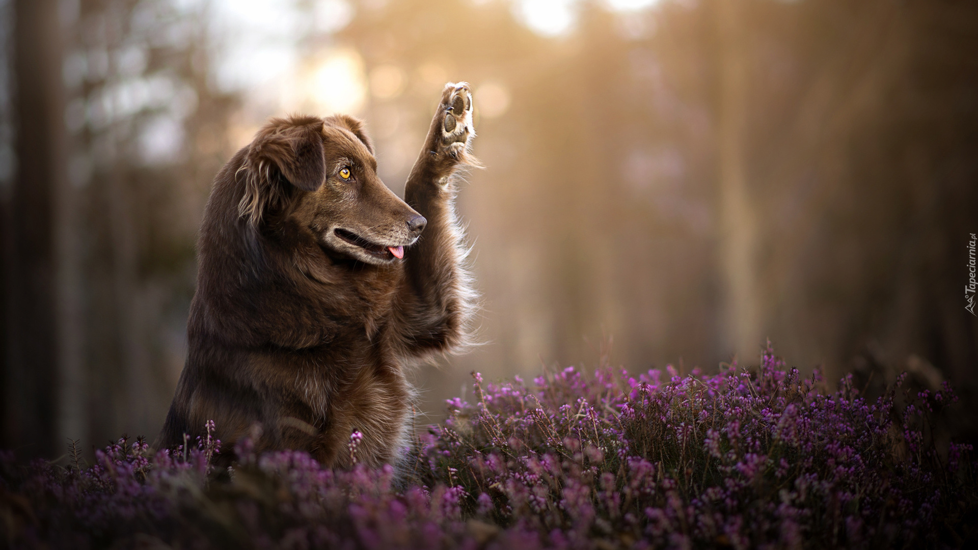 Pies, Wrzos, Brązowy,  Owczarek australijski, Australian shepherd