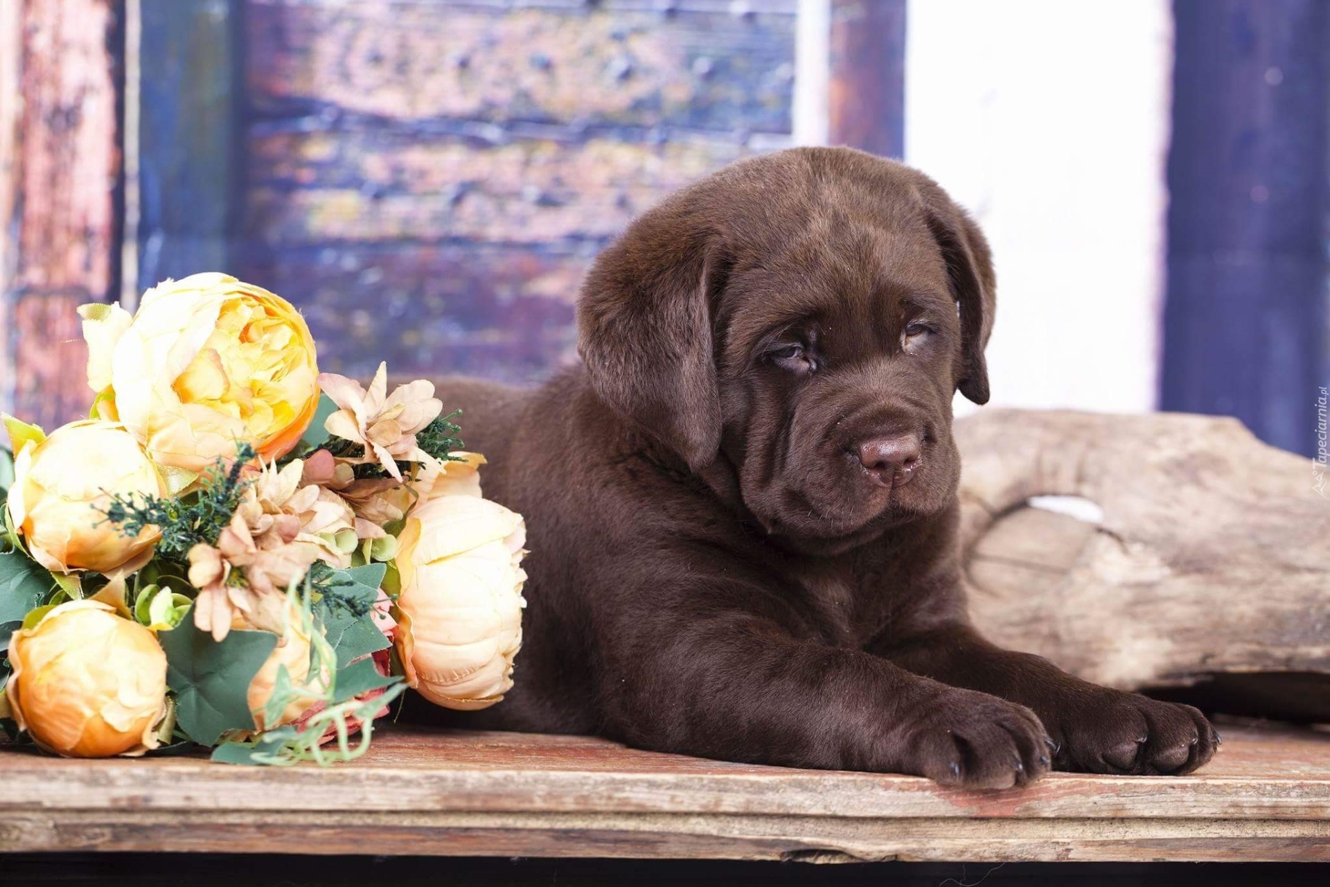 Pies, Szczeniak, Czekoladowy, Labrador retriever, Kwiaty