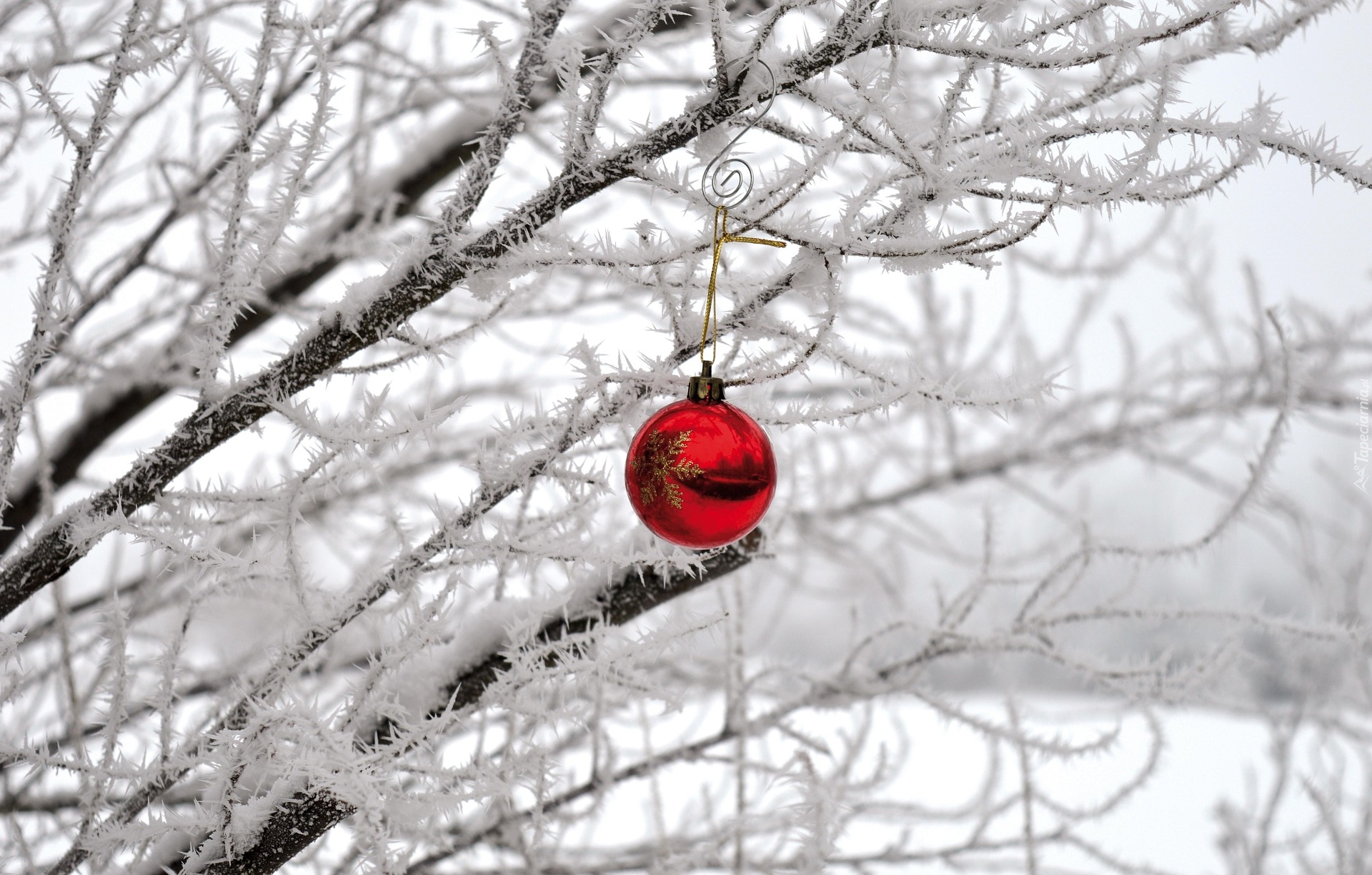 Drzewo, Oszronione, Śnieg, Czerwona, Bombka, Boże Narodzenie