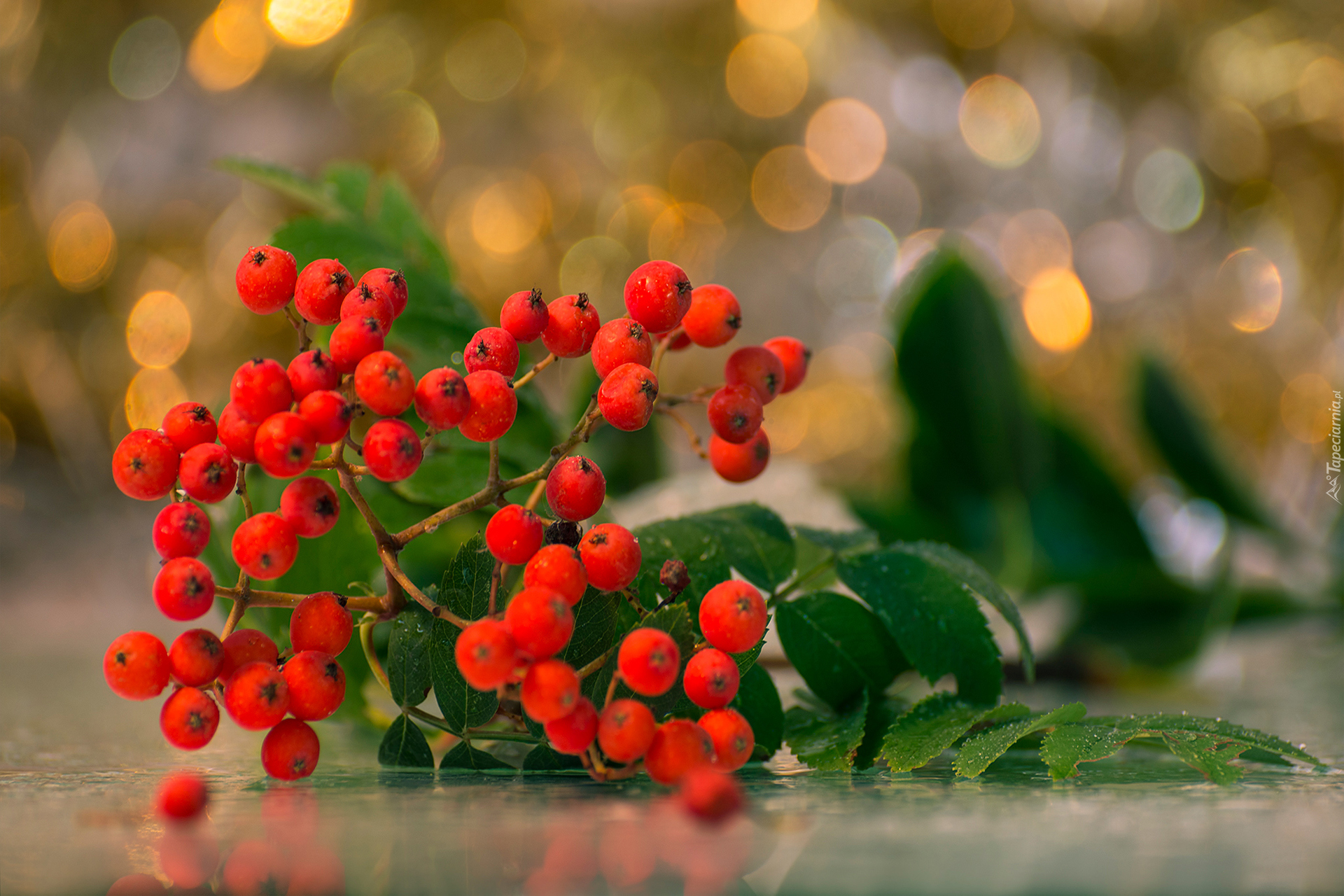 Czerwona, Jarzębina, Zielone, Liście, Bokeh