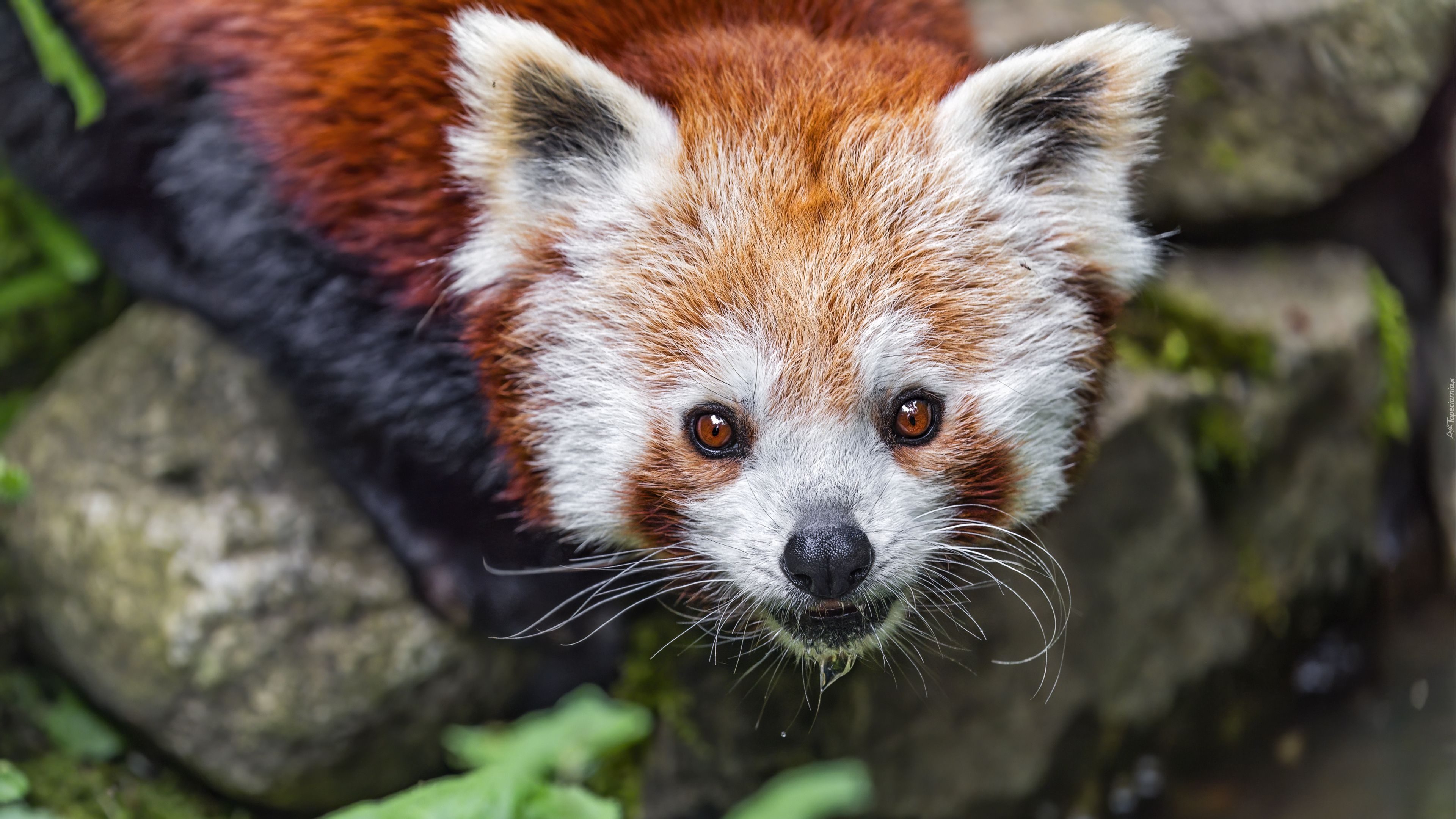 Czerwona panda, Rozmycie, Kamienie, Pandka ruda