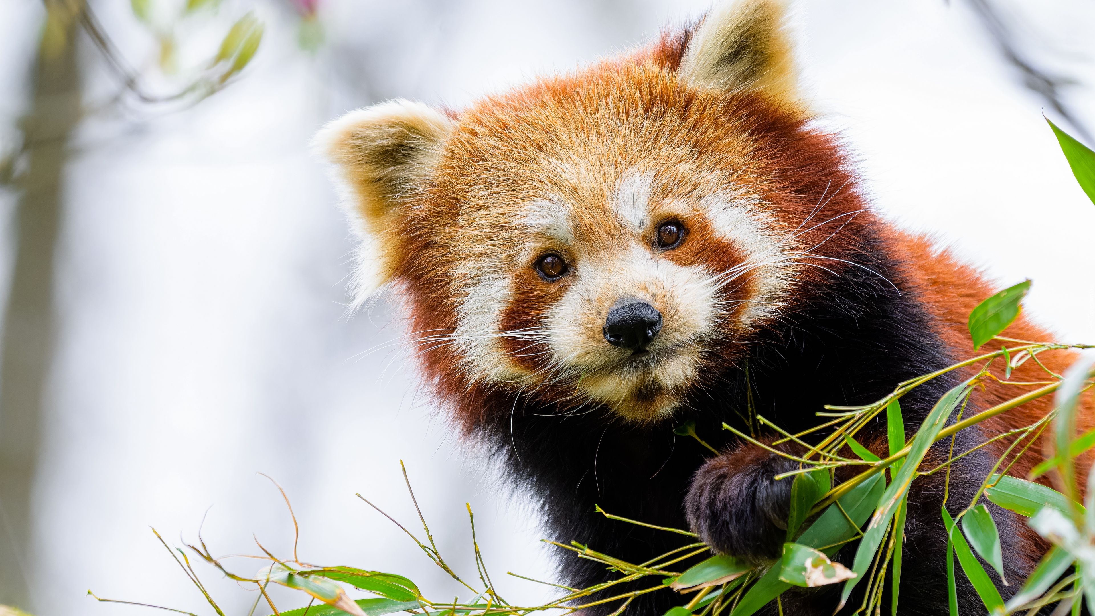 Czerwona panda, Pandka ruda, Liście