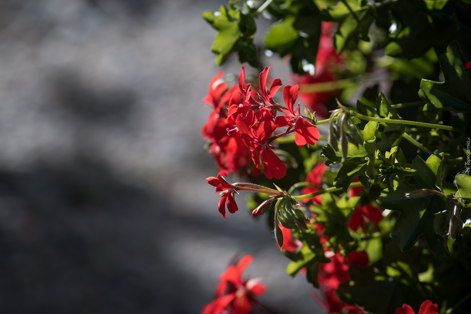 Pelargonia, Kwiaty, Światło