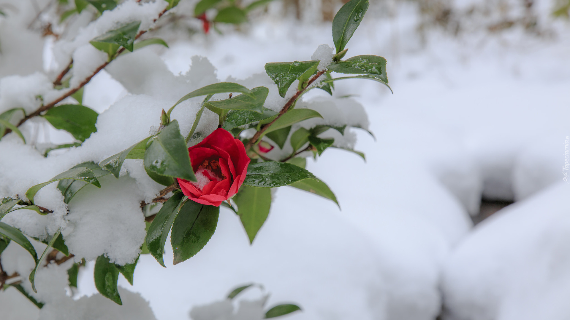 Czerwona, Róża, Śnieg